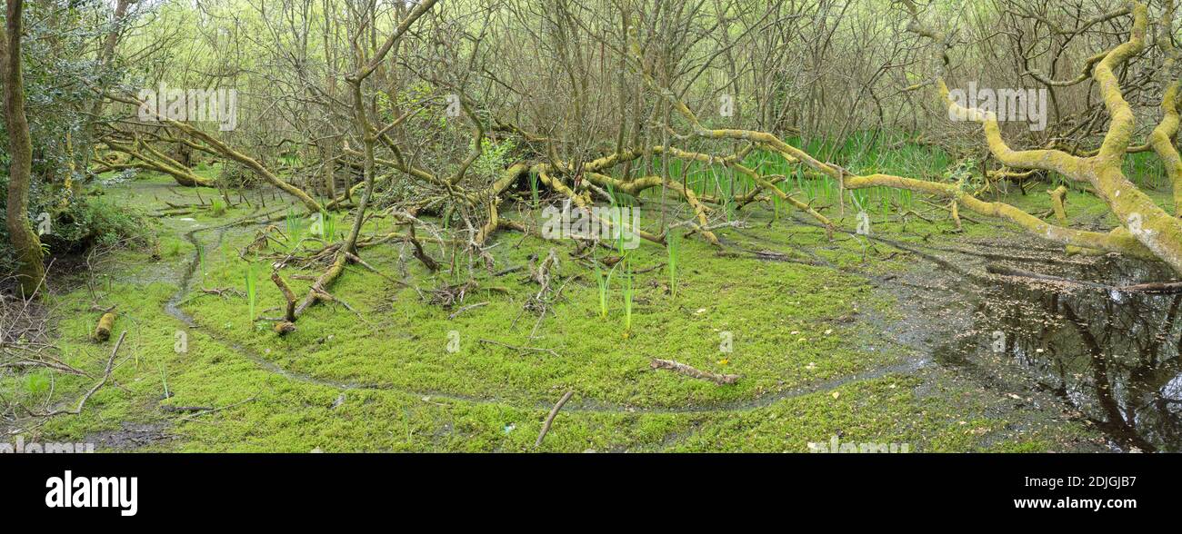 Palude di ontano in Cornovaglia, Regno Unito. Tappezzato in verde con invasivo Pigmy Weed della Nuova Zelanda (Crassula hemsii). Foto Stock