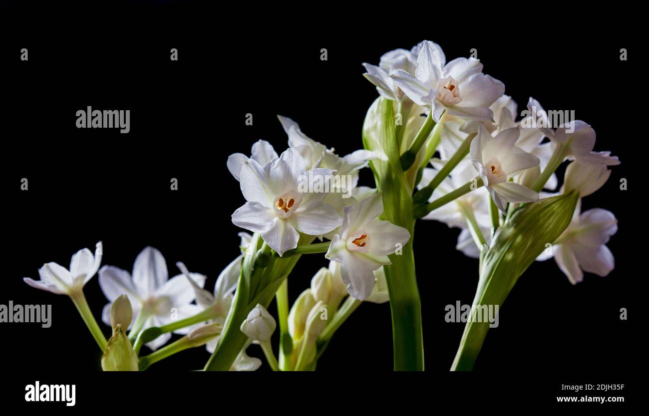 Gruppo di fiori Narcissus freschi su sfondo nero scuro Foto Stock