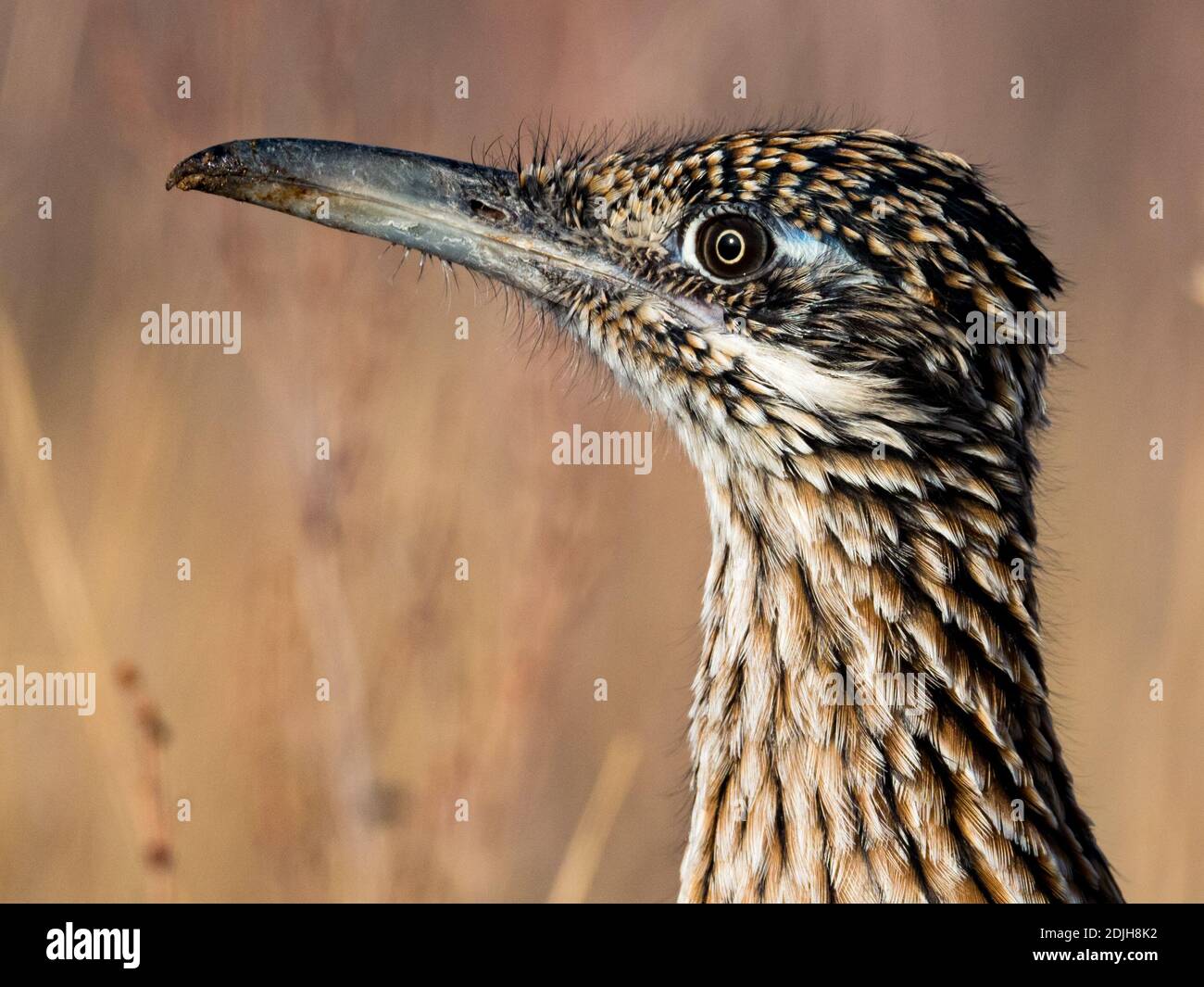 Greater Roadrunner, Geococcyx californianus, un magnifico uccello in Arizona, Stati Uniti Foto Stock