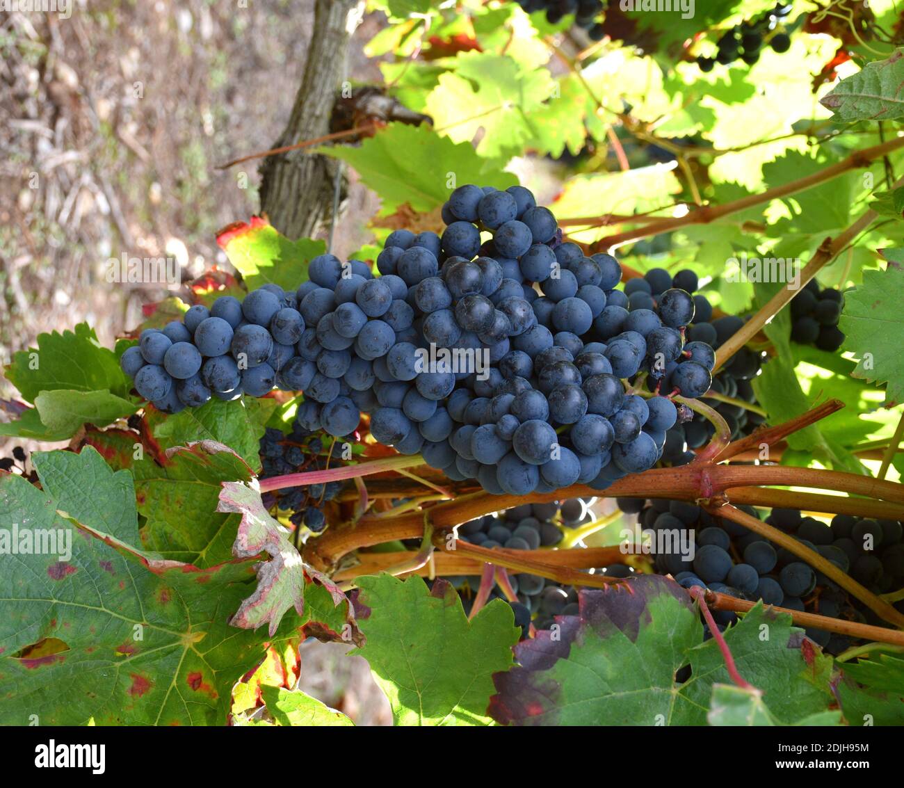 Mazzo di uva matura in vigna. La Rioja. Foto Stock