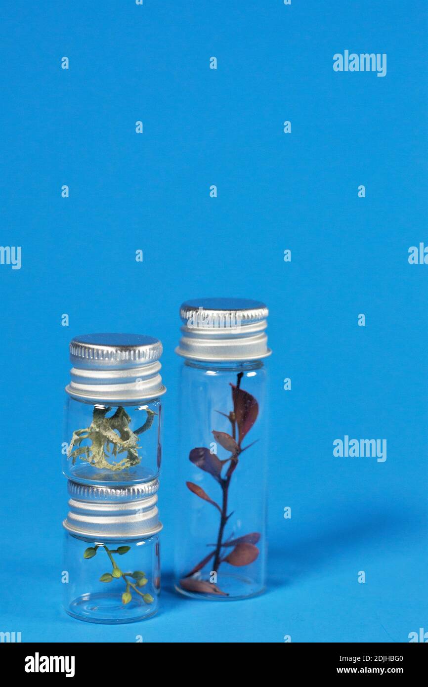 Campioni di piante diverse in piccole bottiglie di vetro. Foto Stock