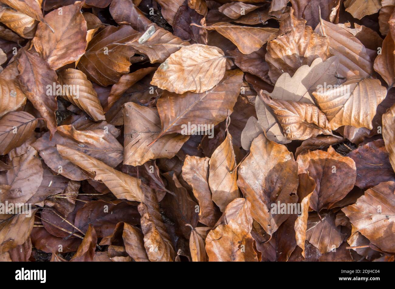 Vista dettagliata delle lamelle autunnali. Foto di alta qualità Foto Stock