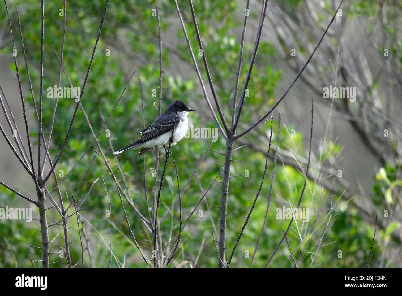 Kingbird orientale Foto Stock