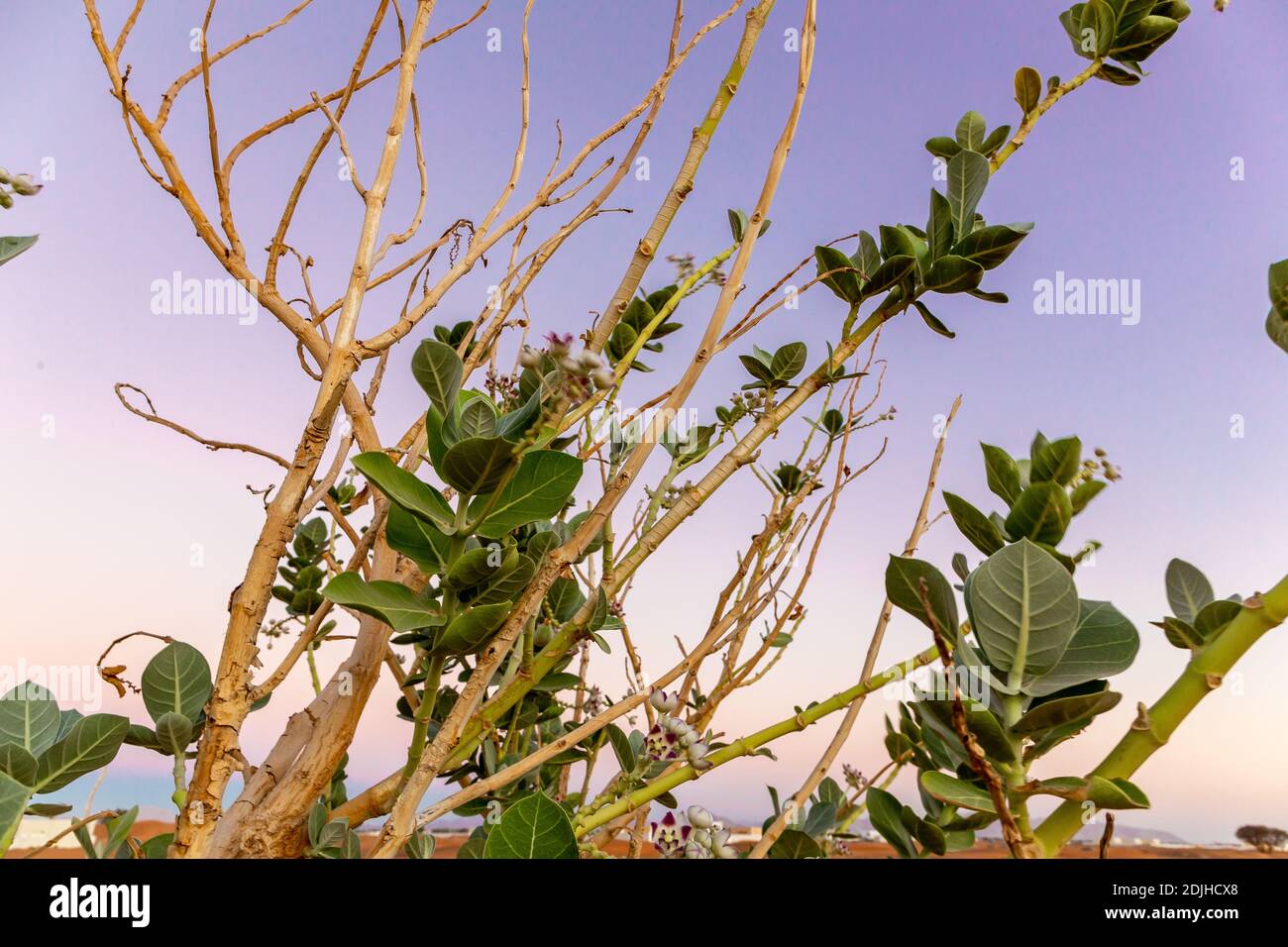 Pianta del fiore della corona viola (Calotropis procera), rami asciutti e foglie con cielo viola sullo sfondo, vista ravvicinata. Foto Stock