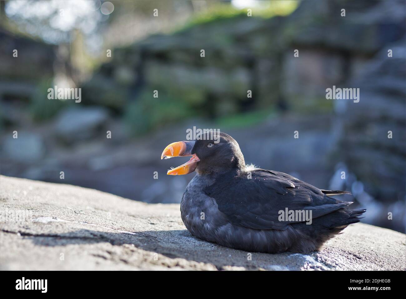 Fratercola cirrhata - puffina con tubino. Foto Stock