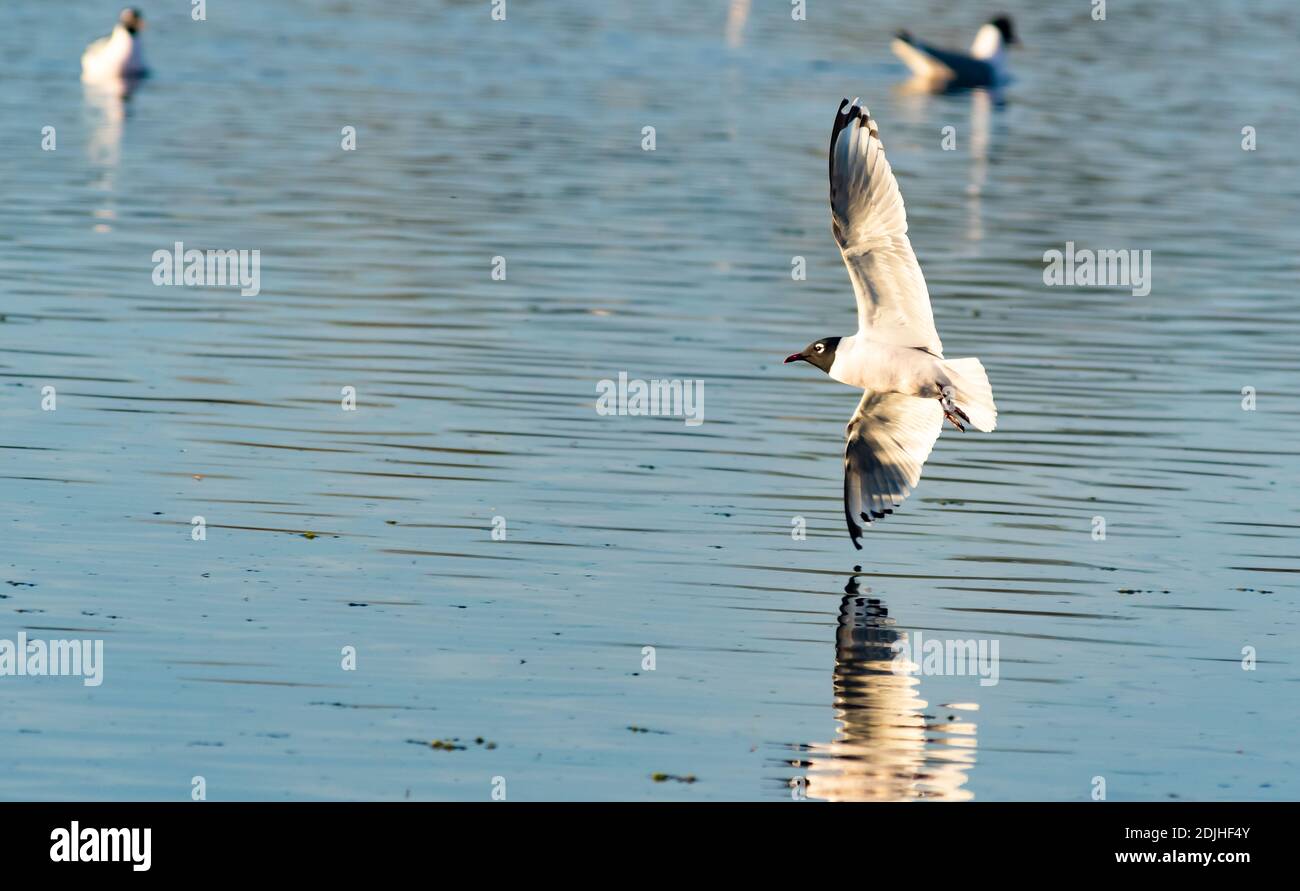 Un gabbiano di Franklin adulto, Leuphaeus pixcan, facendo un giro mentre scivola sulla superficie di uno stagno nel centro di Alberta, Canada. Foto Stock