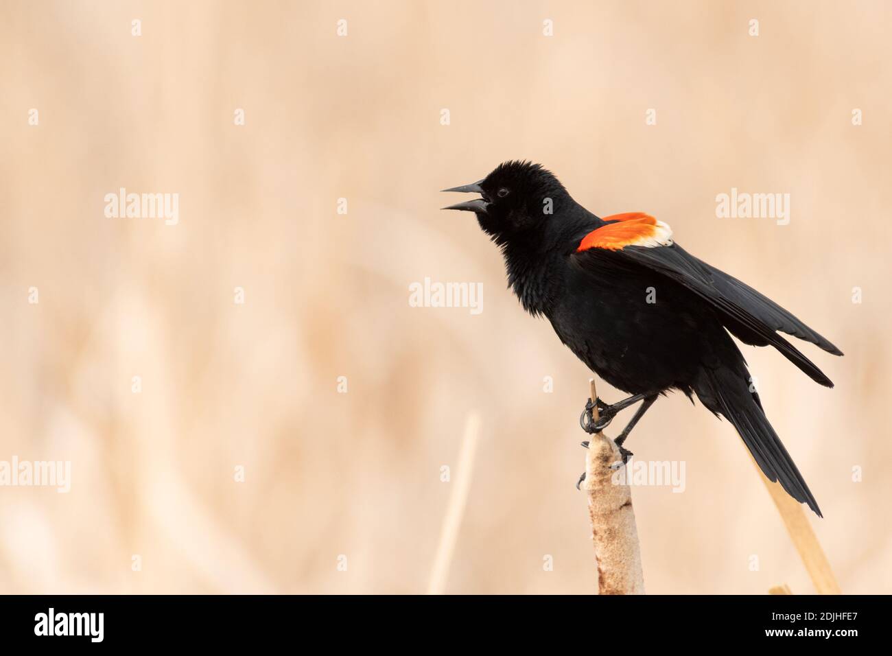 Un uccello nero maschio alato rosso, Agelaius phoeniceus, che esibisce la sua esposizione territoriale in una palude paludosa ad Alberta, in Canada Foto Stock