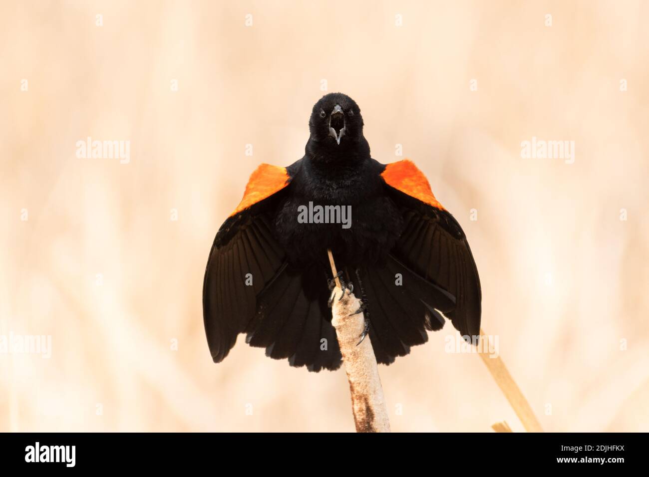 Un uccello nero maschio alato rosso, Agelaius phoeniceus, che esibisce la sua esposizione territoriale in una palude paludosa ad Alberta, in Canada Foto Stock