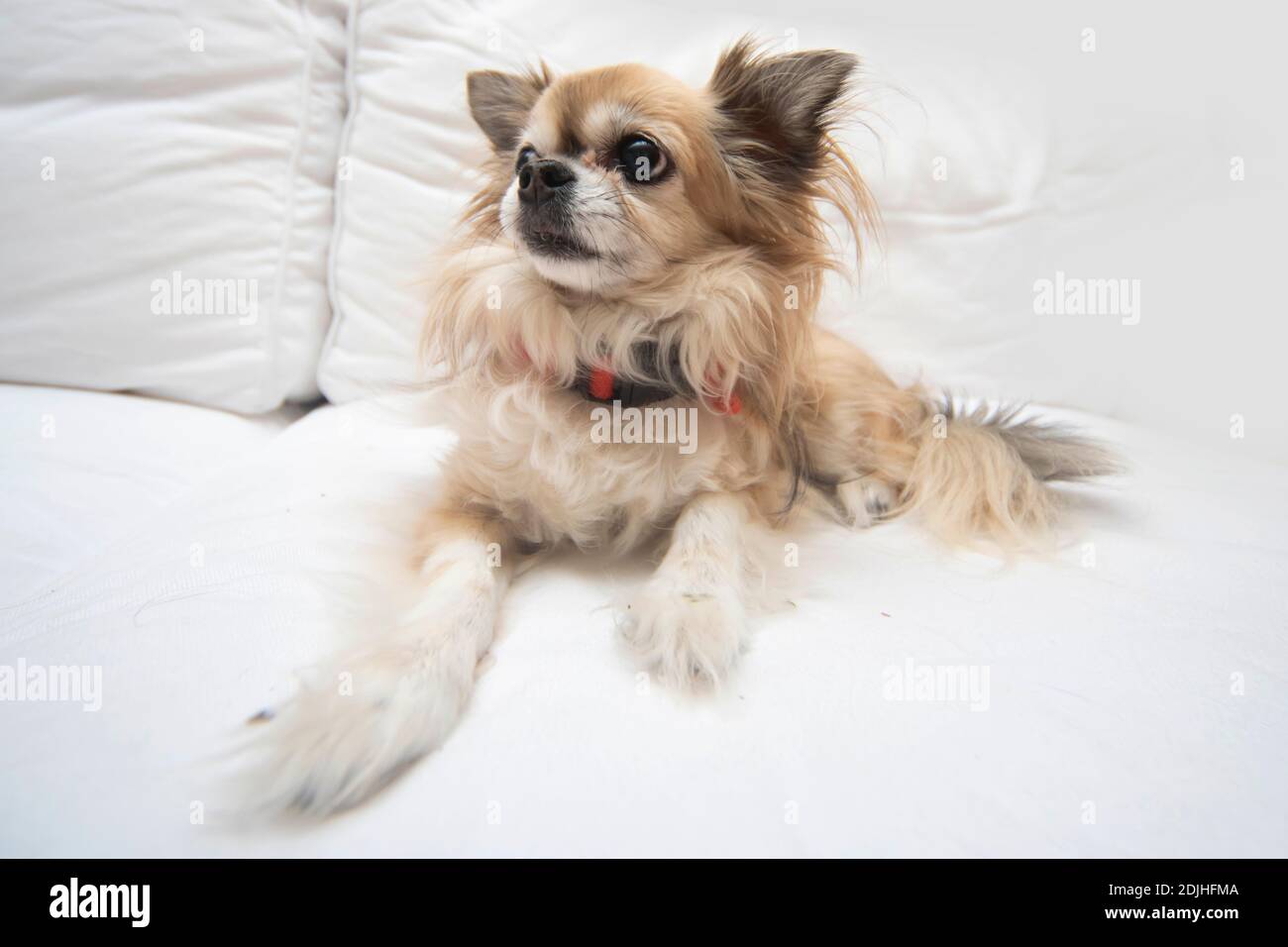 Carino piccolo Chihuahua Foto Stock