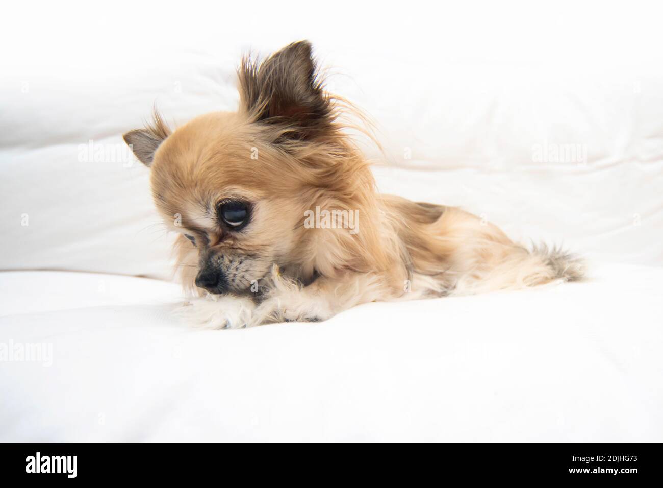 Carino piccolo Chihuahua Foto Stock