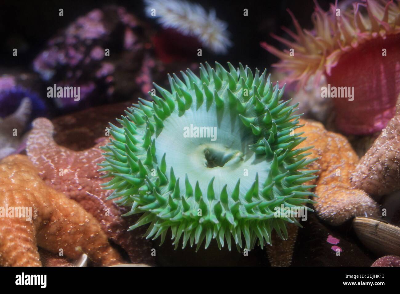 Anthopleura xantogrammica - anemone verde gigante. Foto Stock
