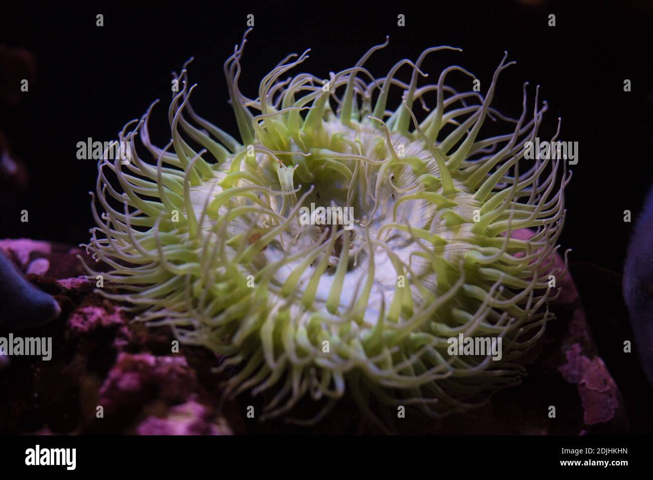 Anthopleura xantogrammica - anemone verde gigante. Foto Stock