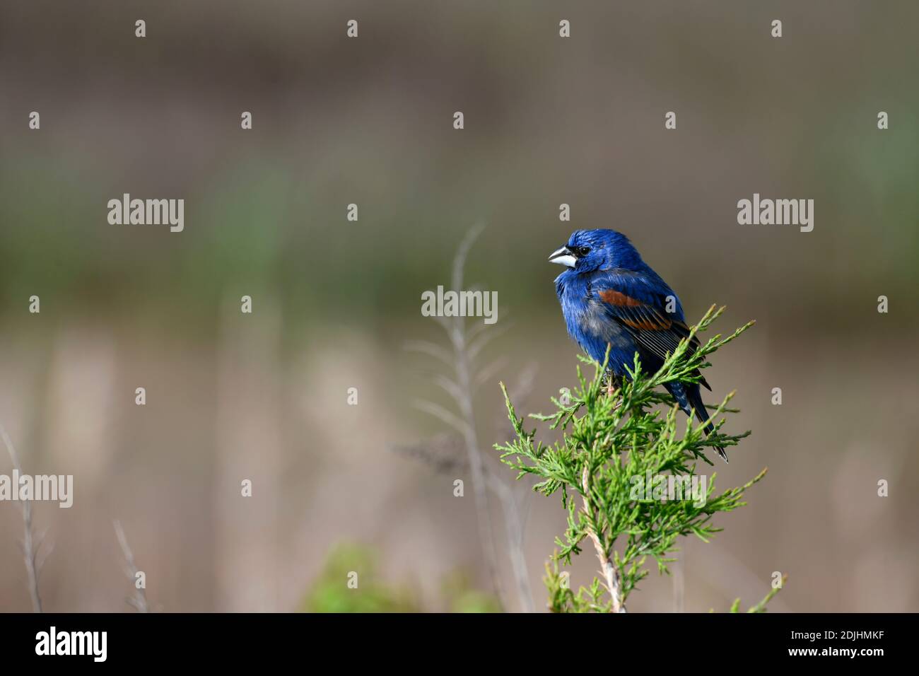 Grossbeak blu negli alberi Foto Stock