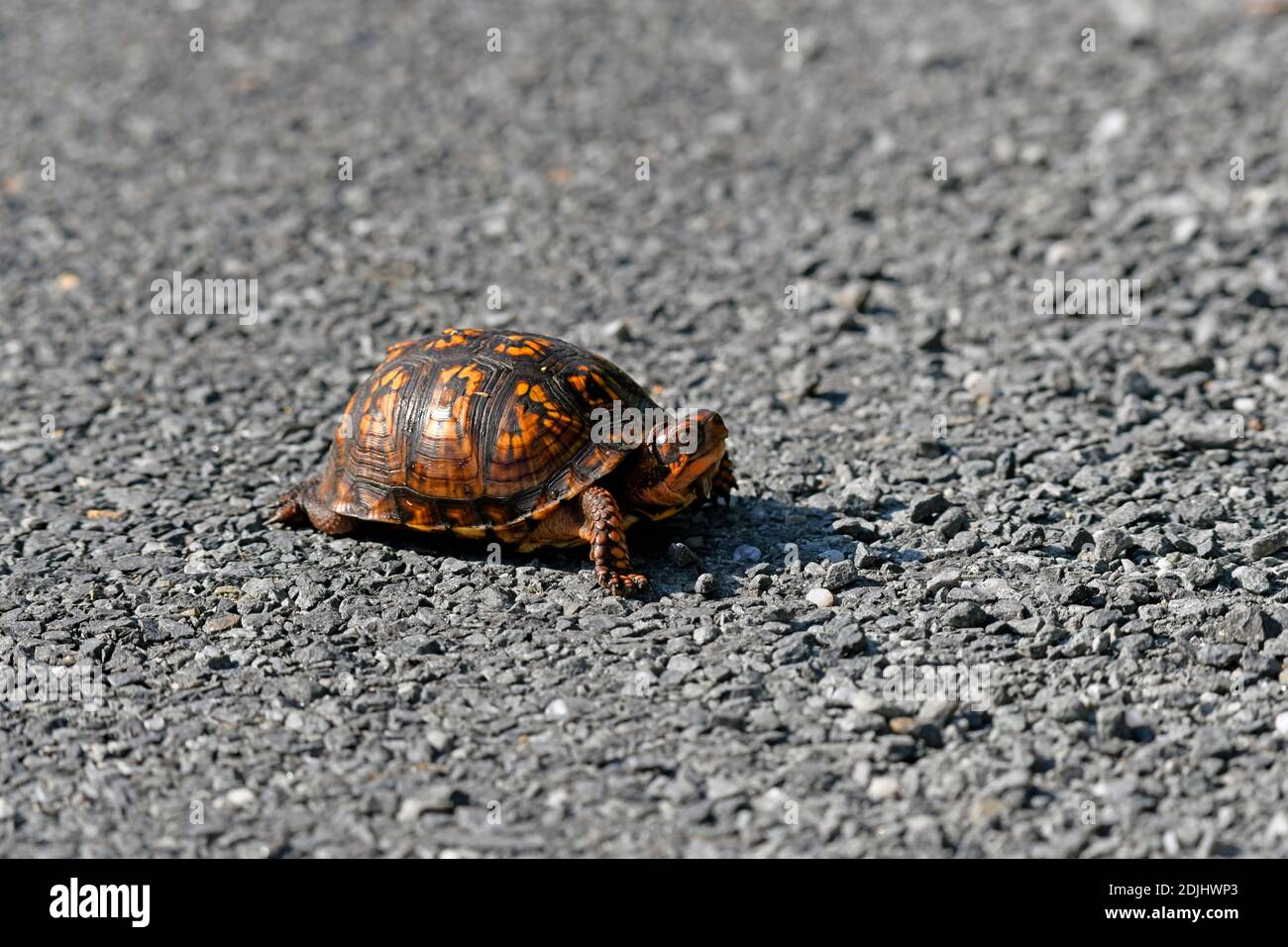 Eastern Box Turtle Crossing the Road Foto Stock