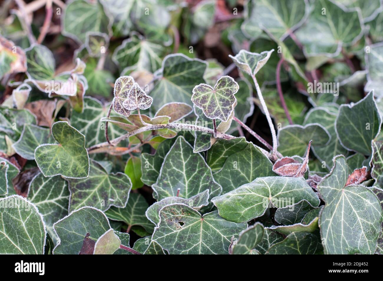 le foglie di una pianta di edera in un giardino coperto con gelo in una giornata fredda in inverno Foto Stock