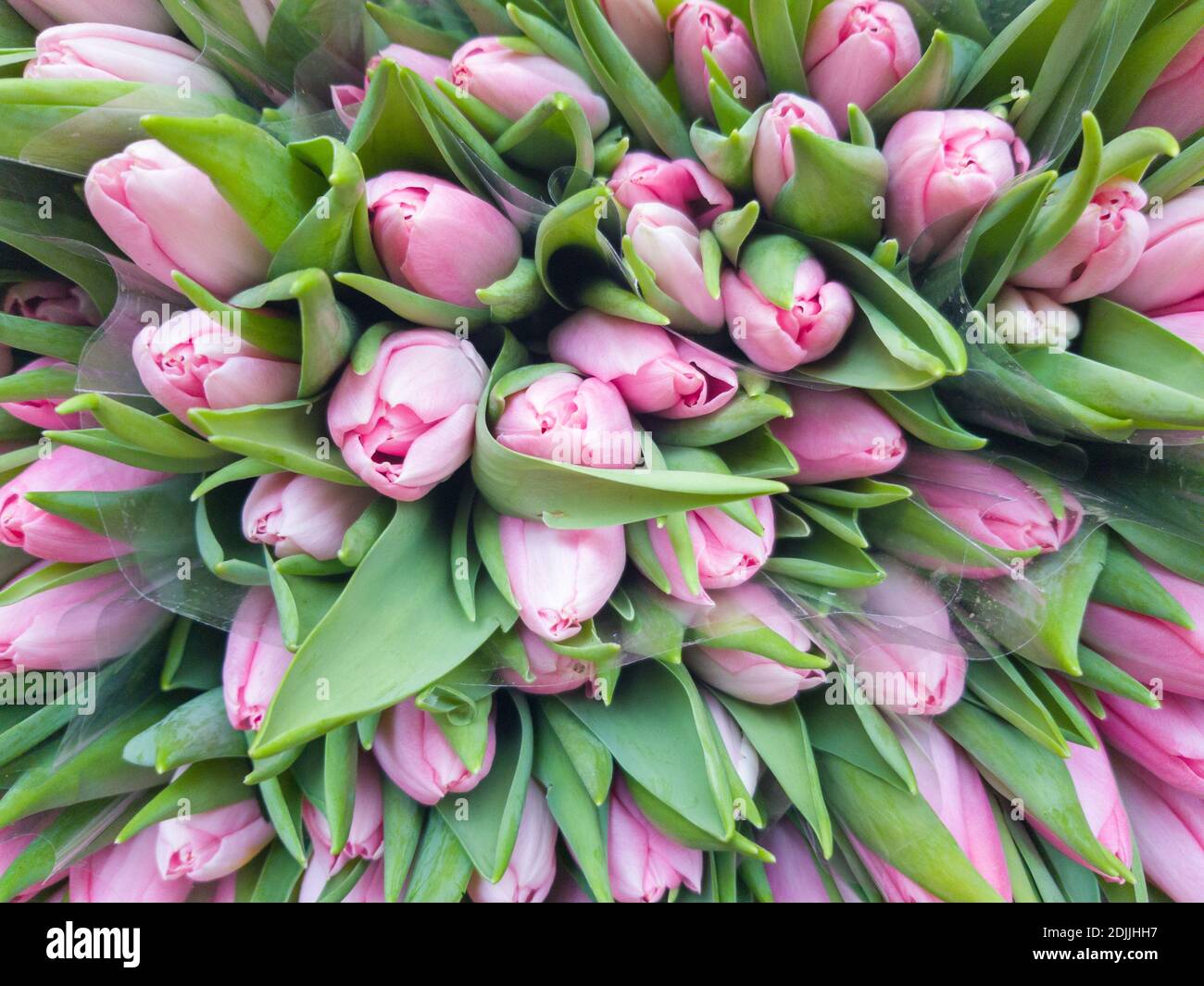 stack di tulipani rosa al mercato Foto Stock