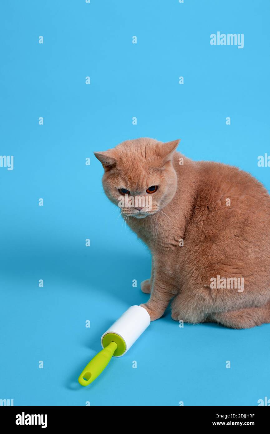 Un gatto britannico rosso soffiato si siede vicino ad un rullo appiccicoso per pulire i vestiti dalla lana, dai capelli, dallo sporco e dai detriti, isolato su uno sfondo blu Foto Stock