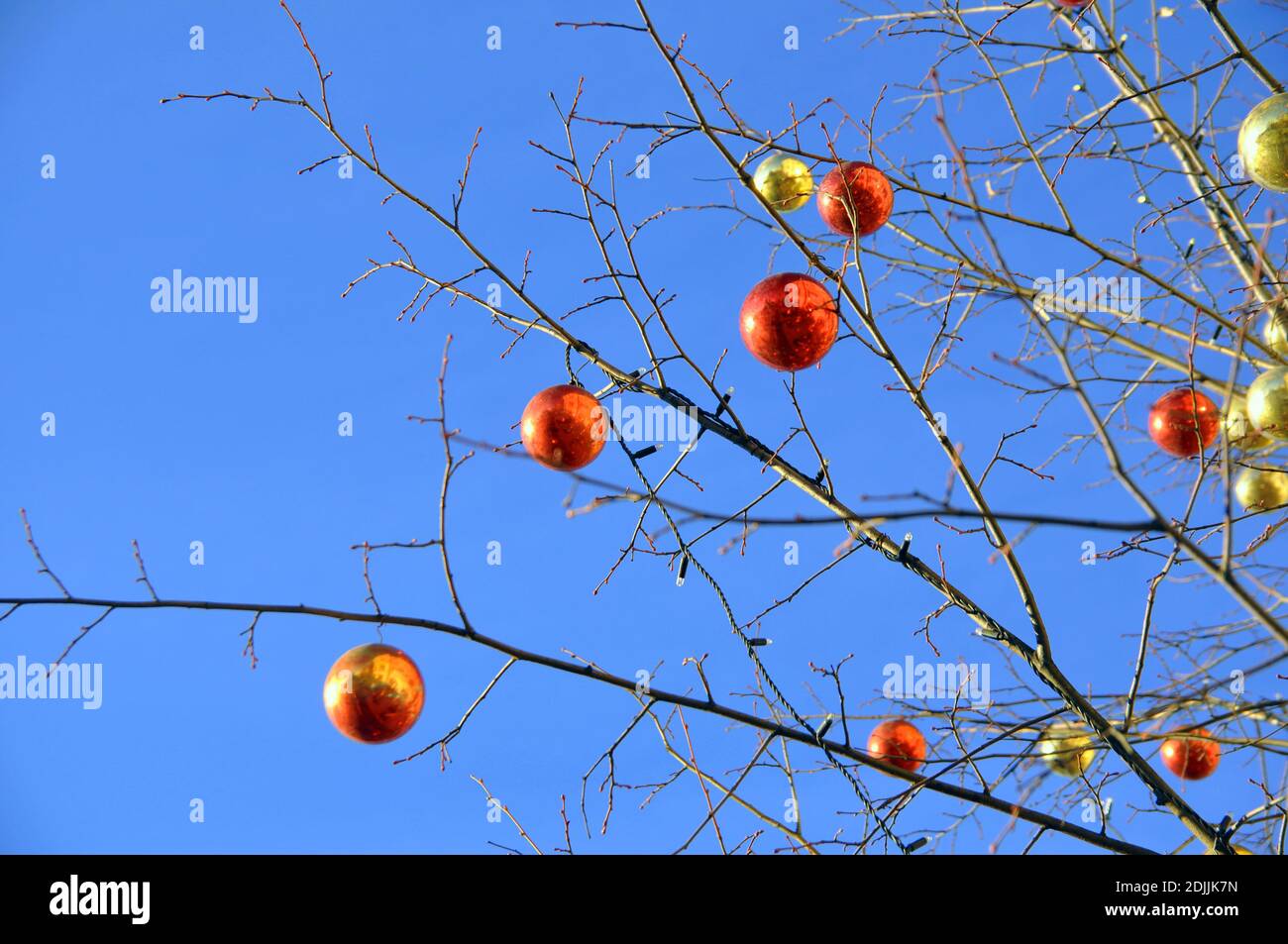 Rami di un albero invernale senza foglie sono decorati Foto Stock