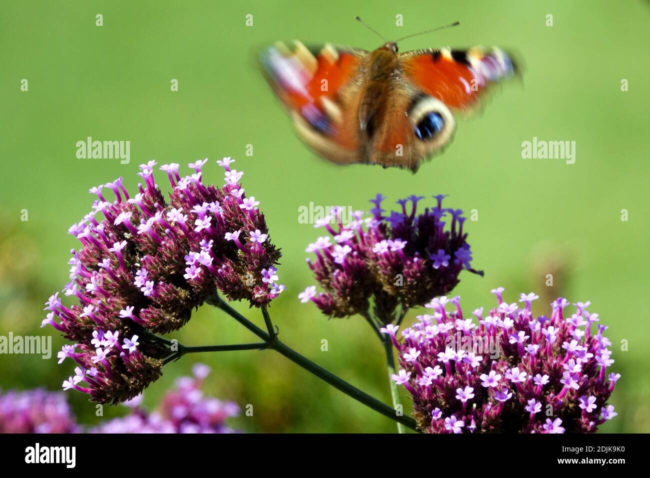 Farfalla di pavone che vola sopra il fiore di verbena, le ali in movimento sfocano, insetto farfalla che vola Aglais io Foto Stock