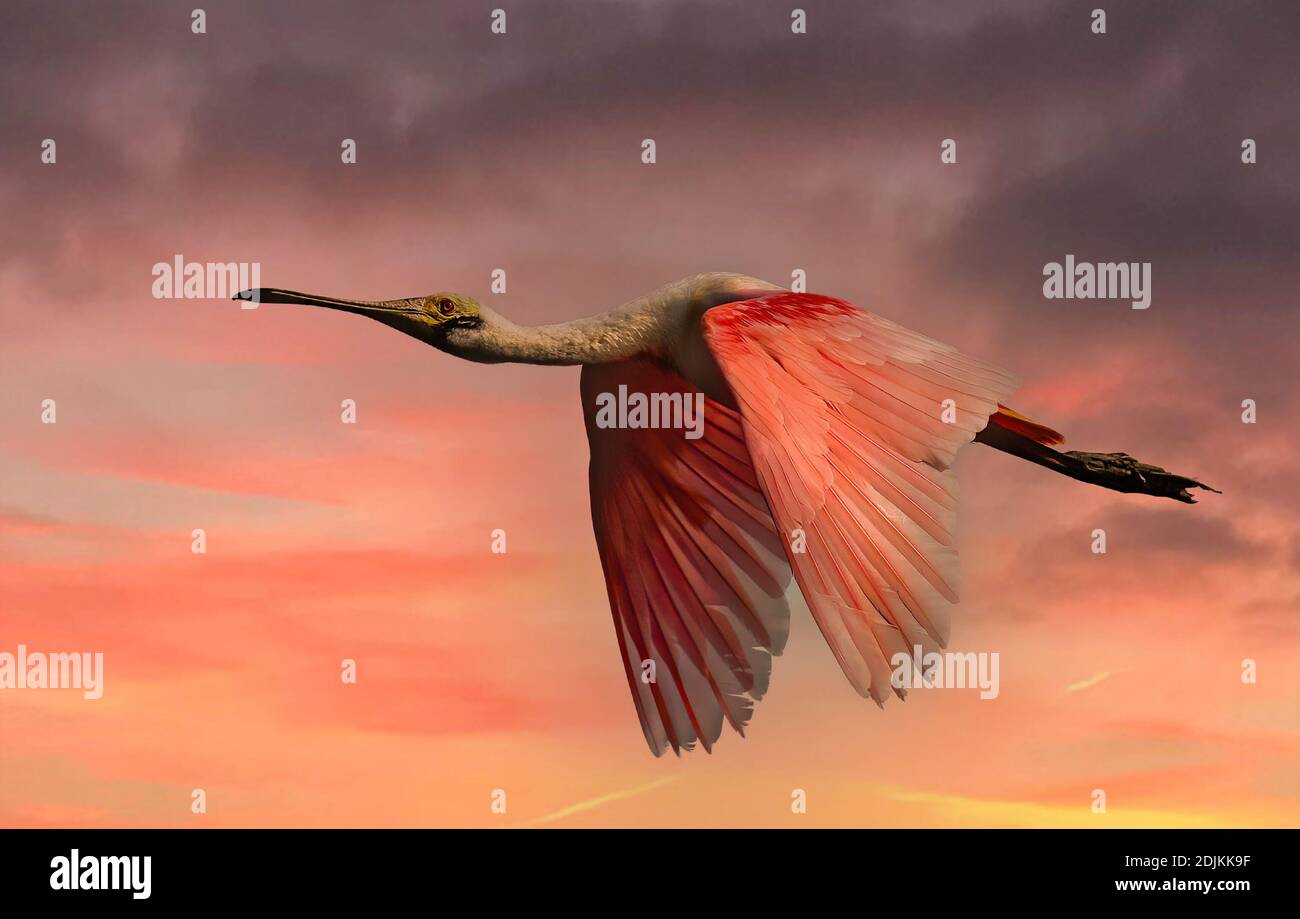 Rosate la spatola mentre il sole si accende Foto Stock