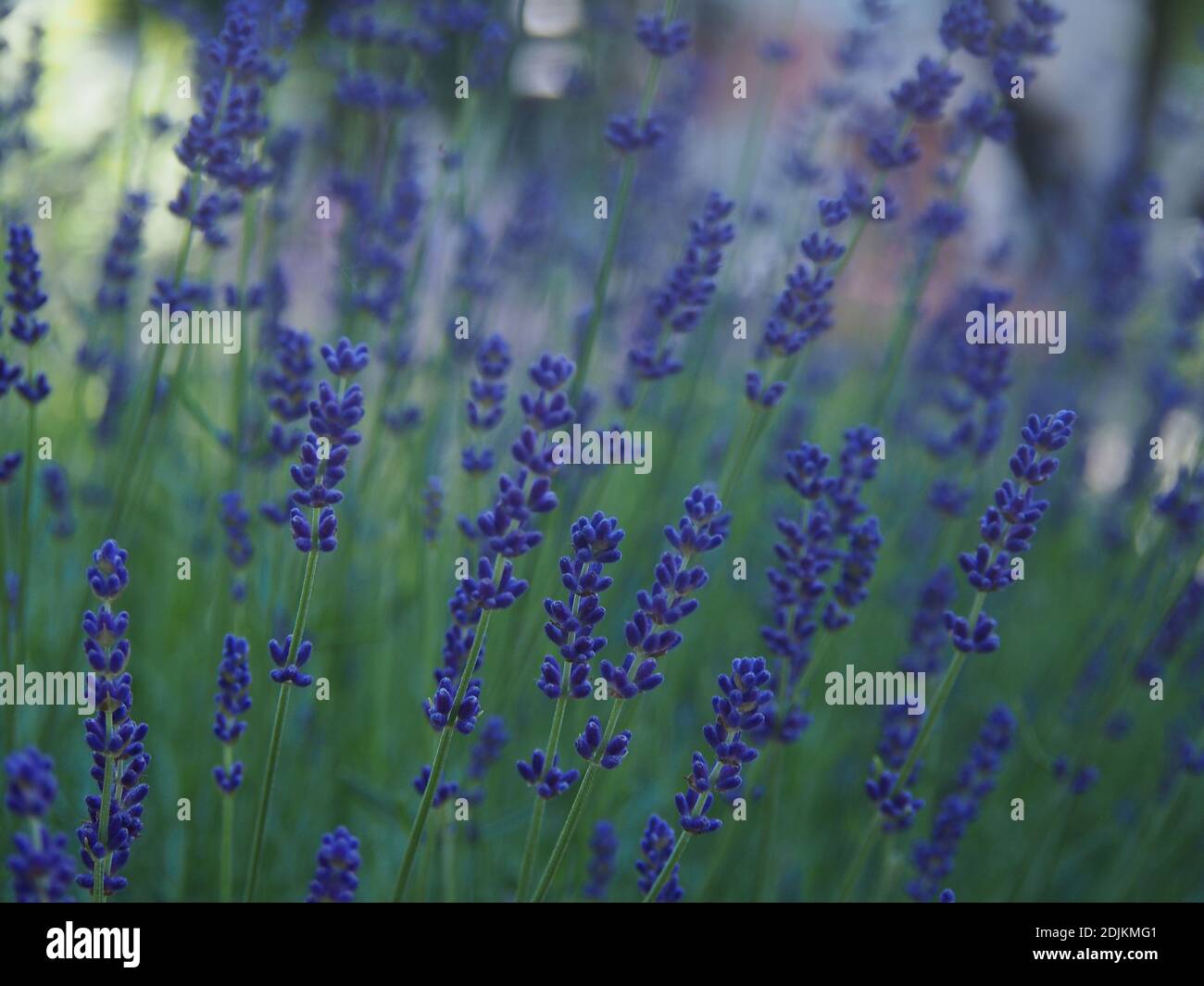 Primo piano vista dei fiori viola del cespuglio di lavanda in una calda giornata di primavera. Foto Stock