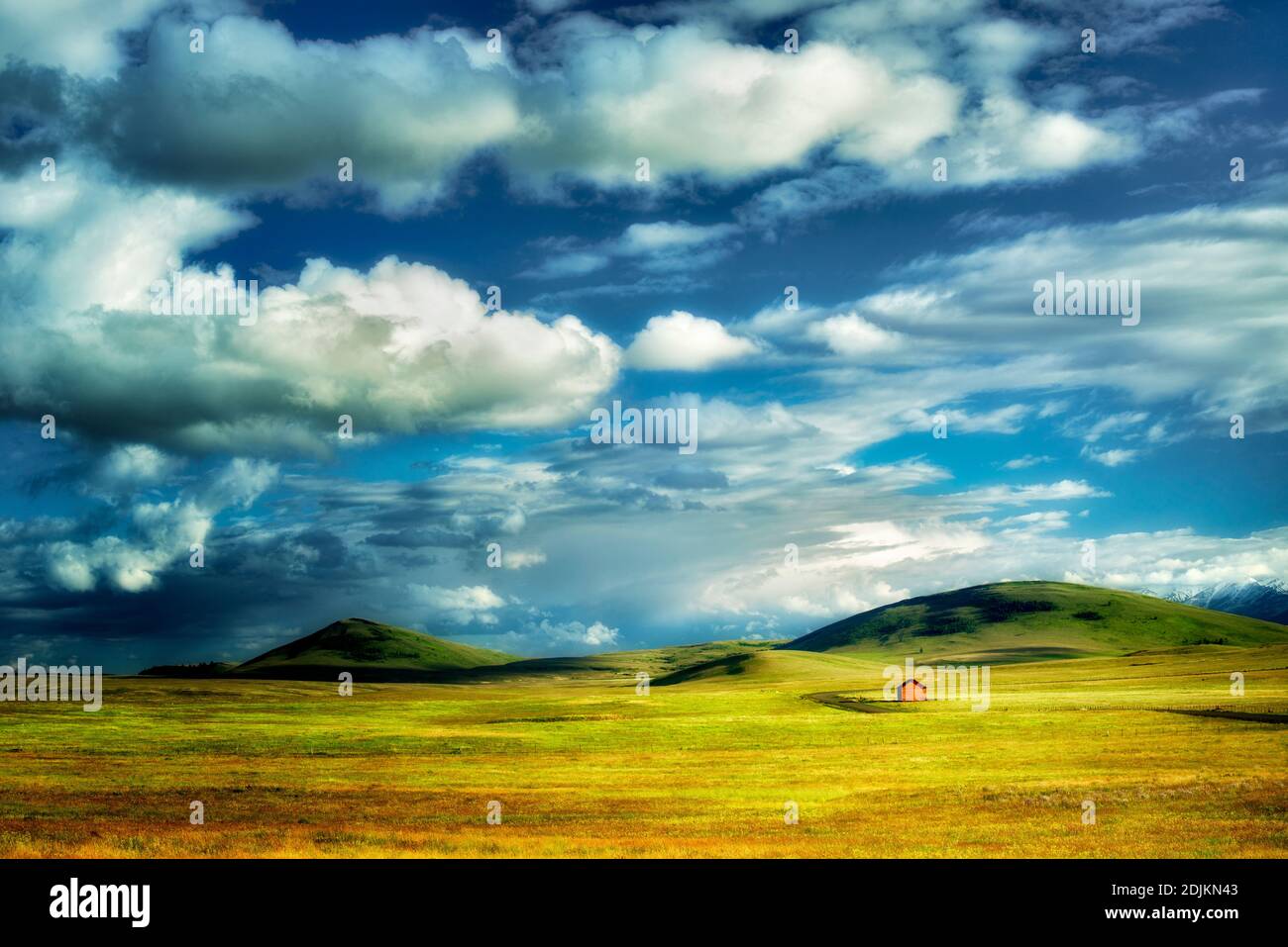 Fiori Selvatici in pascolo con fienile. Zumwalt Prairie preservare, Oregon Foto Stock