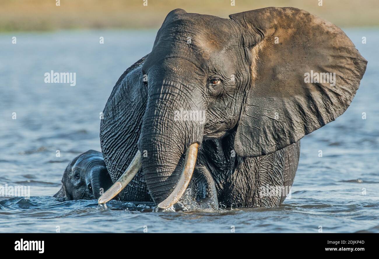 Sicuro con la mamma che attraversa il fiume Chobe Foto Stock