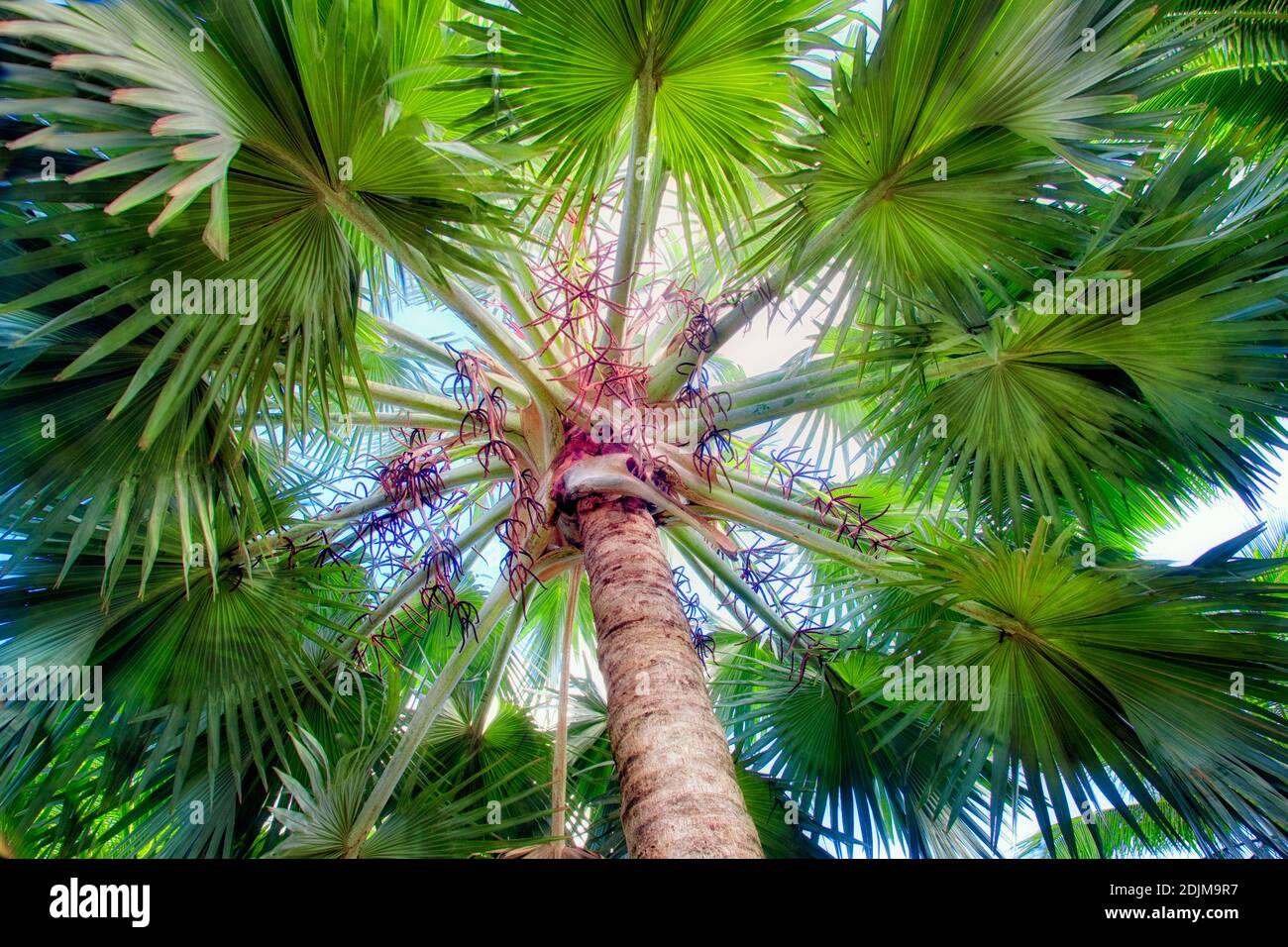 Albero delle palme. Giardini botanici di na Aina Kai. Kauai, Hawaii Foto Stock