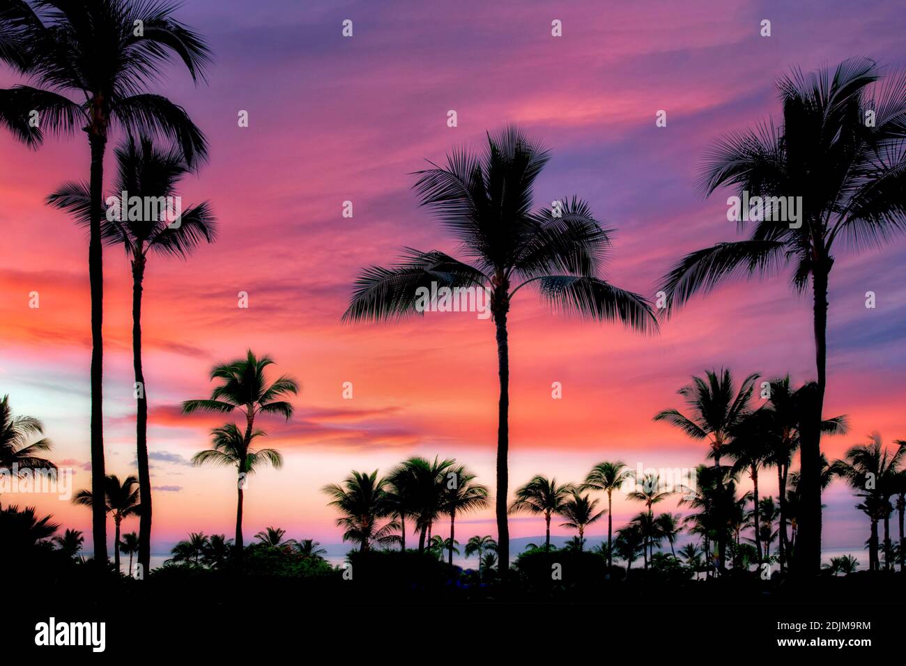 Luna piena su palme con sunrise in Maui, Hawaii. Foto Stock