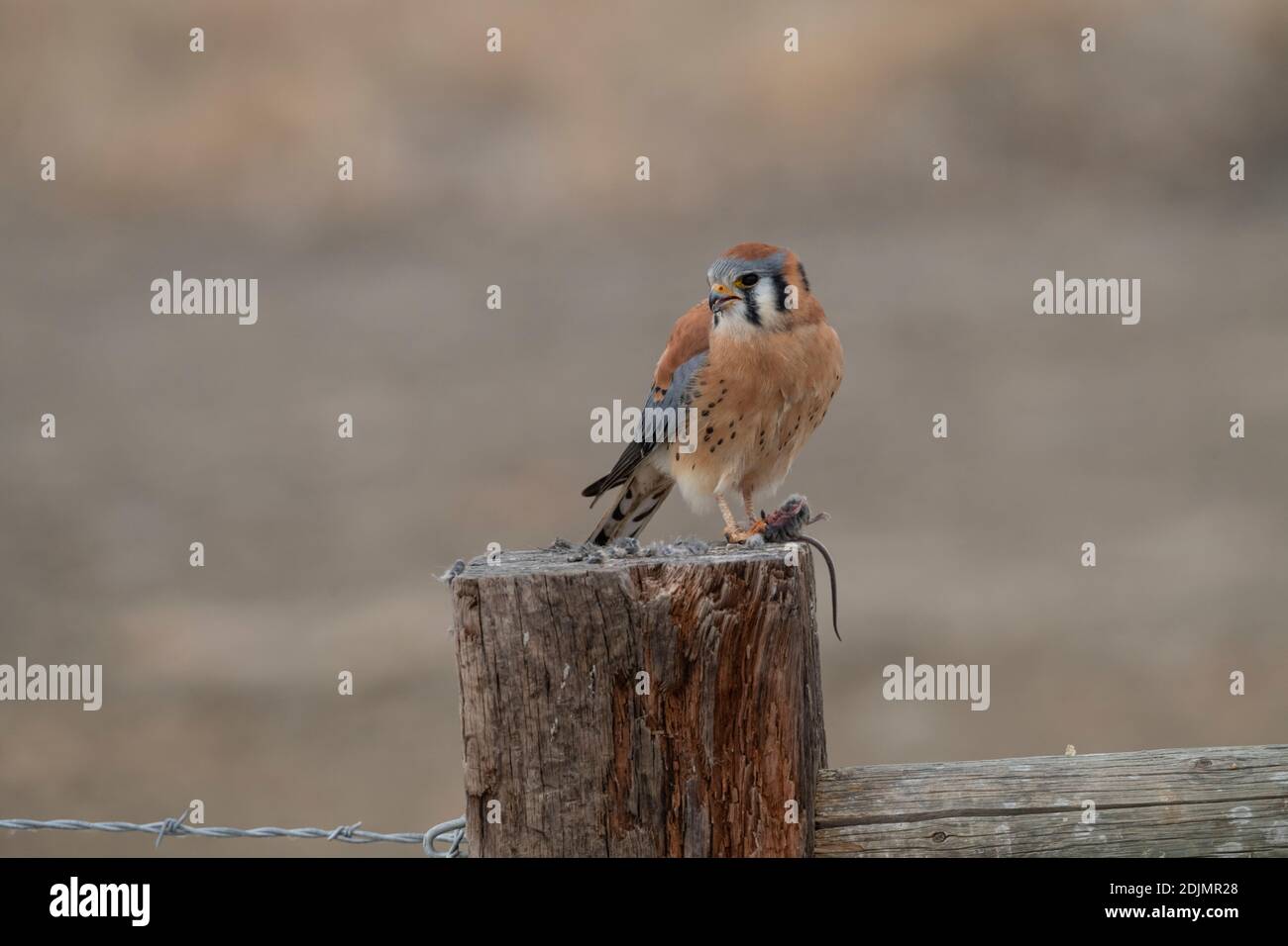 Kestrel con il mouse Foto Stock