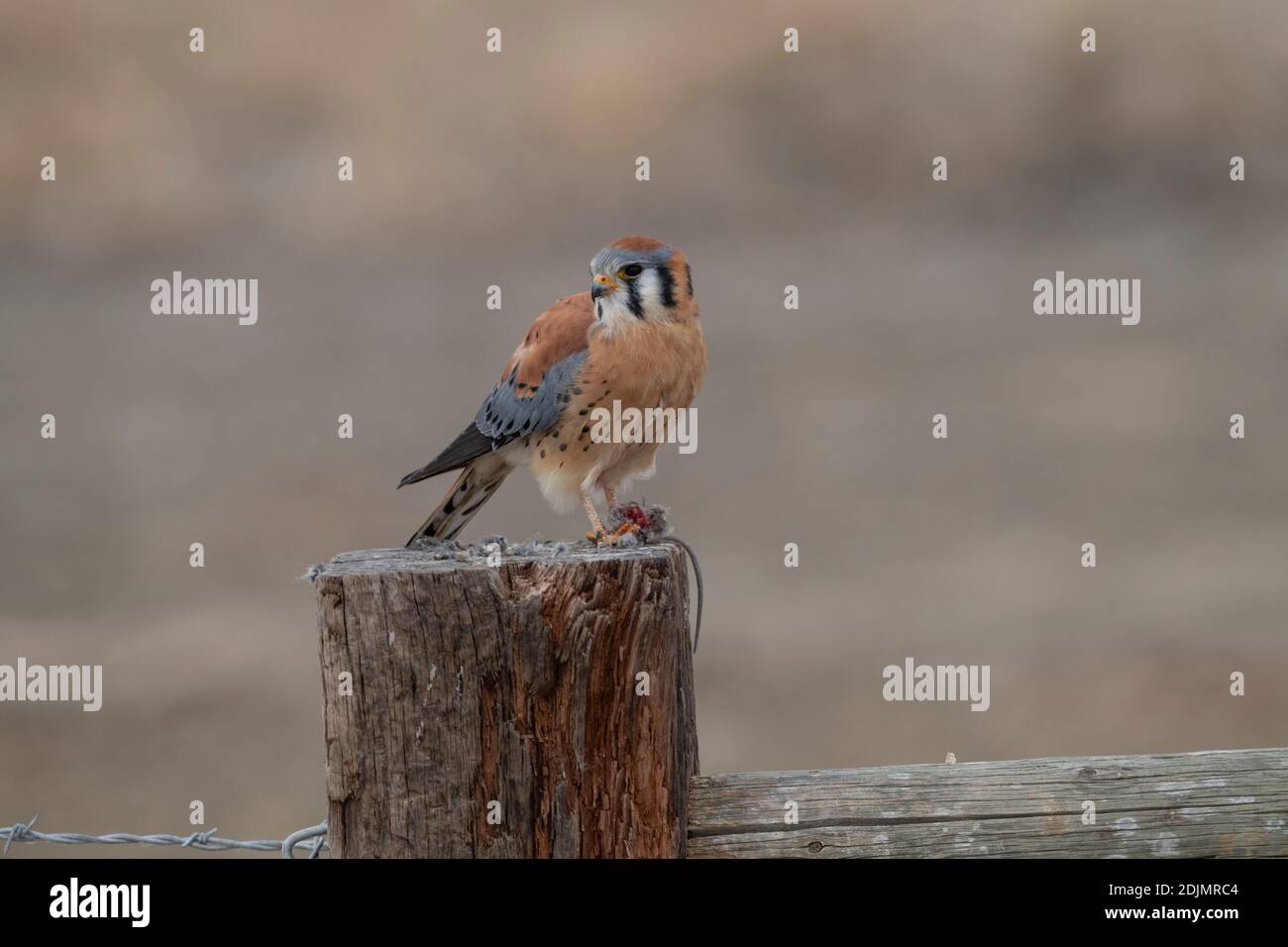 Kestrel con il mouse Foto Stock