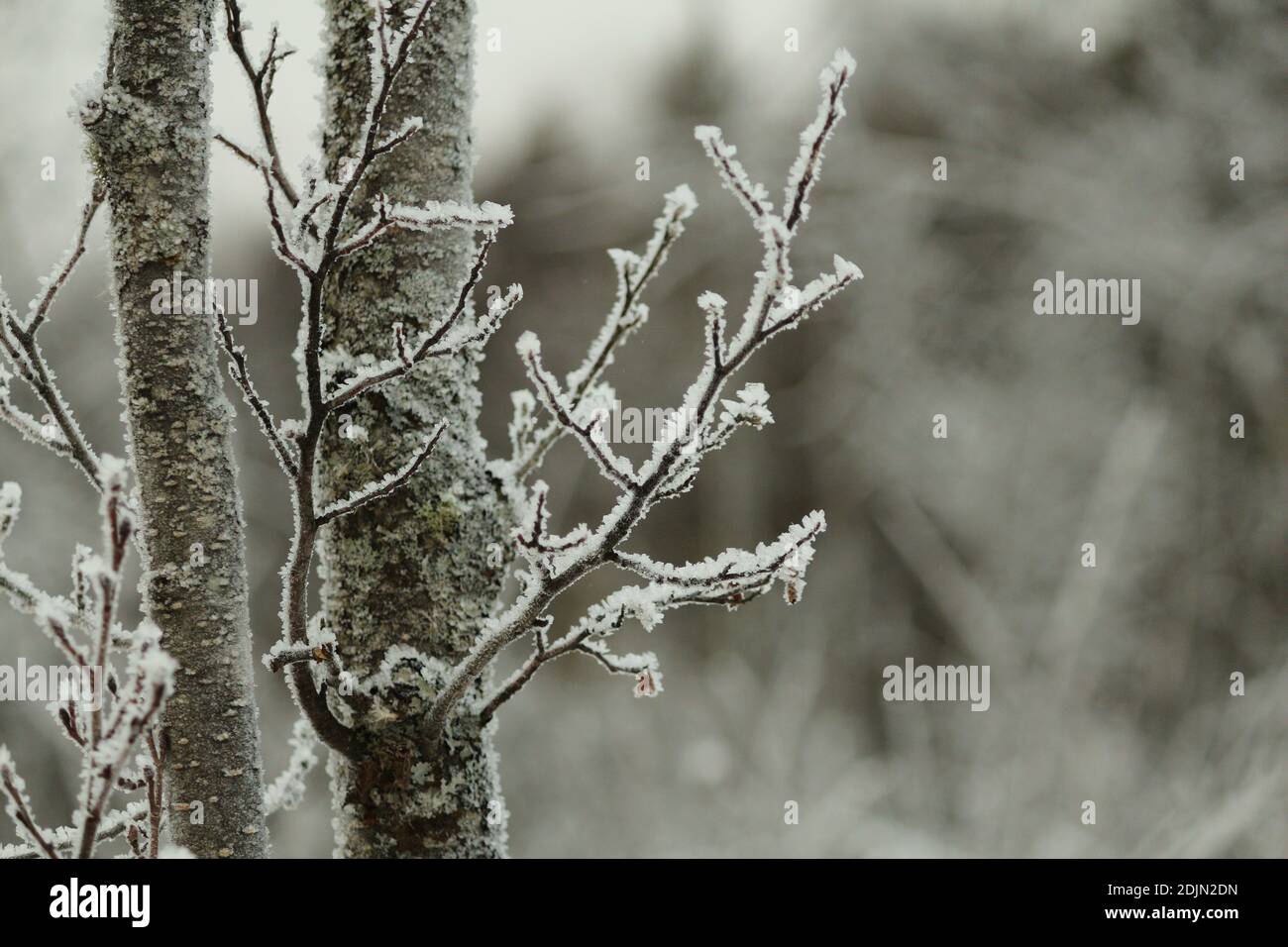 Il tronco e i rami di un ontano coperto di gelo bianco in una giornata invernale nuvolosa. Elegante sfondo invernale naturale. Foto Stock