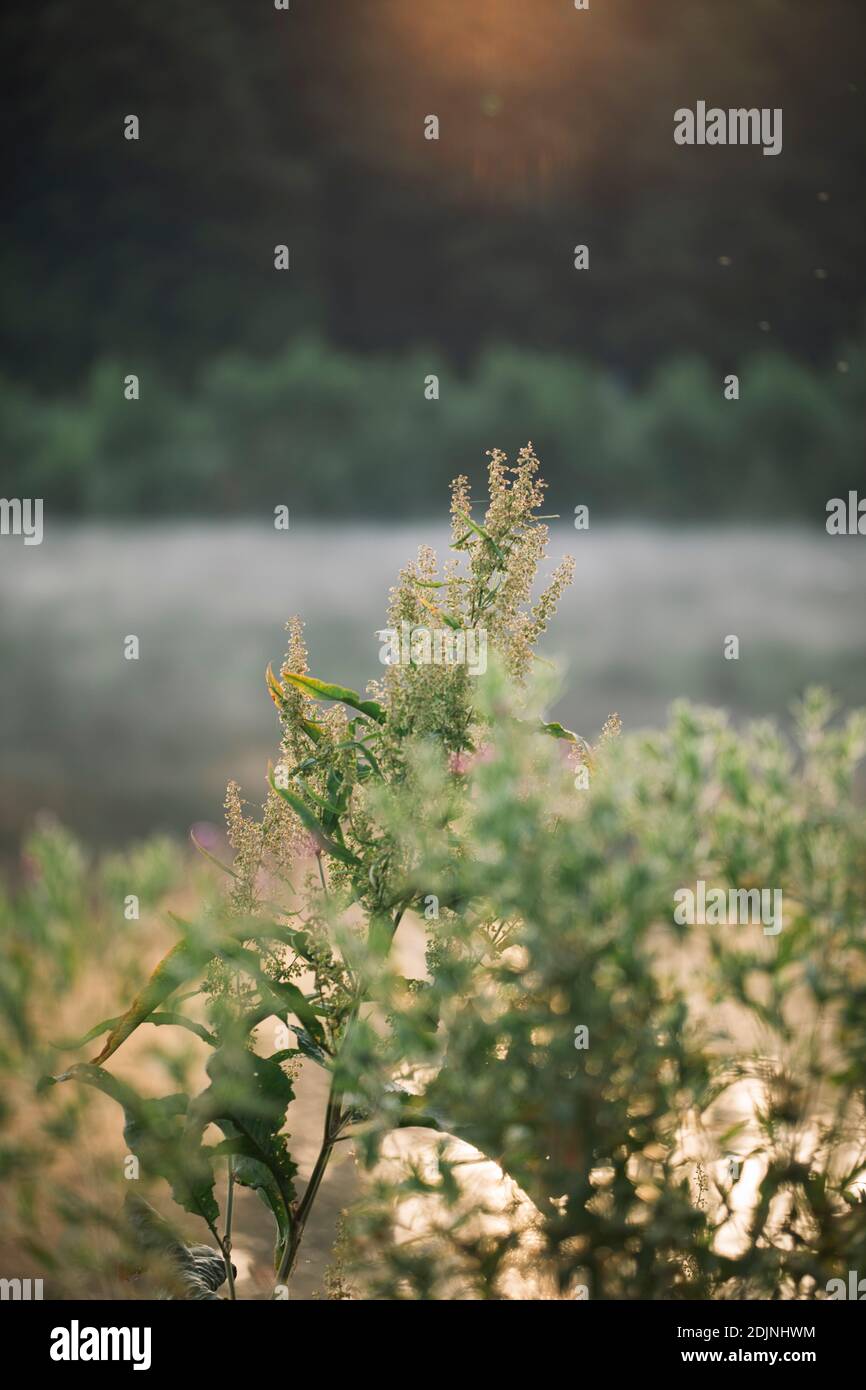 Bielefeld, Obersee, banchina arricciata, Rumex Crispus, appassito, umore del mattino, alba Foto Stock