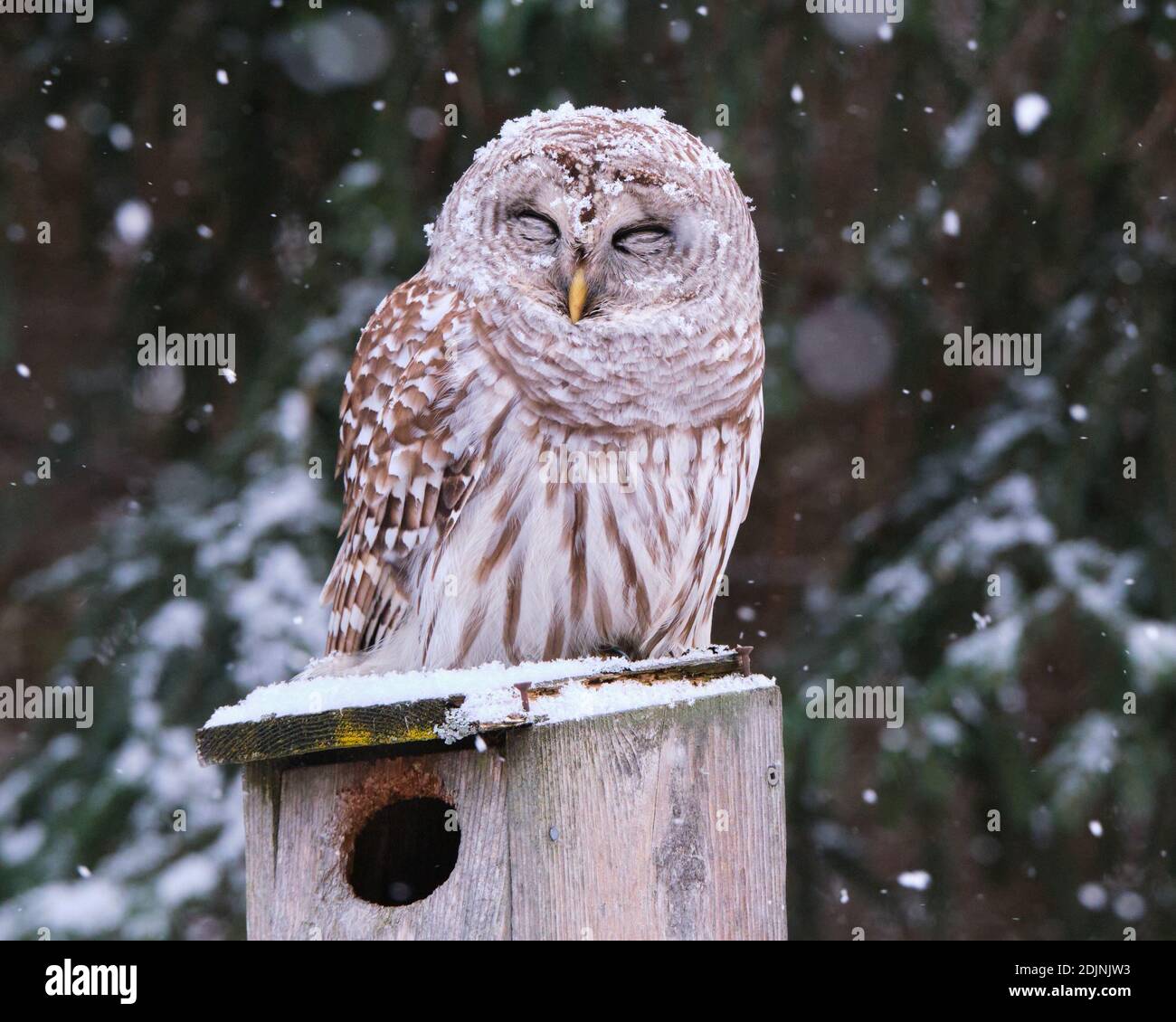 Un Barred Owl si siede su una casa di uccello di legno mentre una neve leggera comincia a cadere. Il Barred Owl, latino Strix varia, in genere caccia piccoli animali di notte; tuttavia, è più attivo durante il giorno che altri gufi. Foto Stock