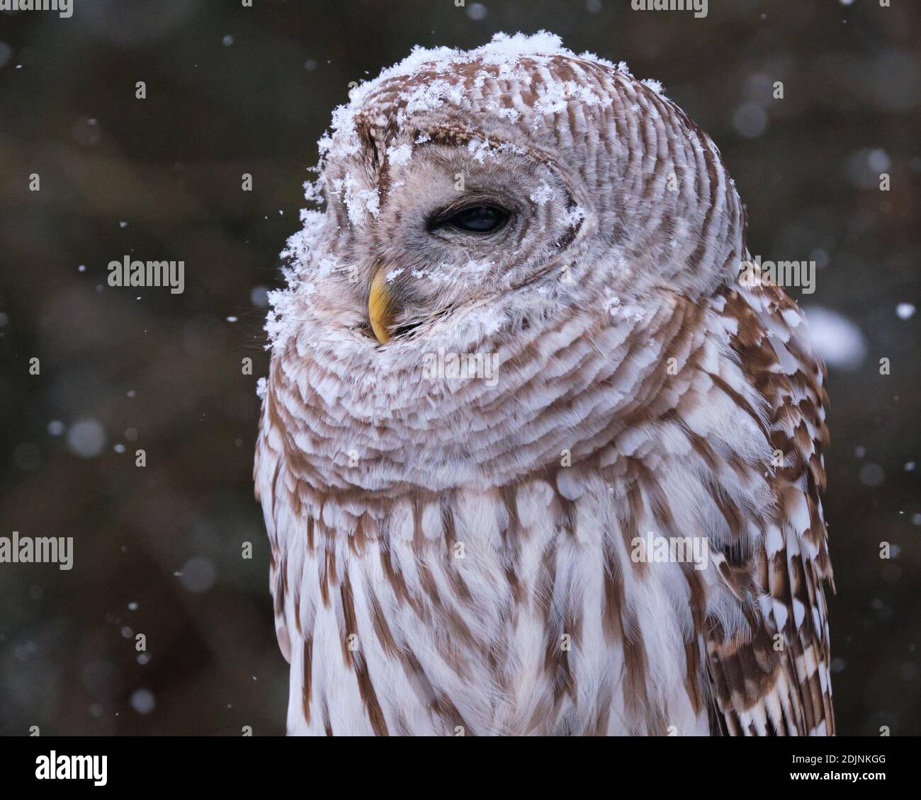 Un Barred Owl si siede su una casa di uccello di legno mentre una neve leggera comincia a cadere. Il Barred Owl, latino Strix varia, in genere caccia piccoli animali di notte; tuttavia, è più attivo durante il giorno che altri gufi. Foto Stock