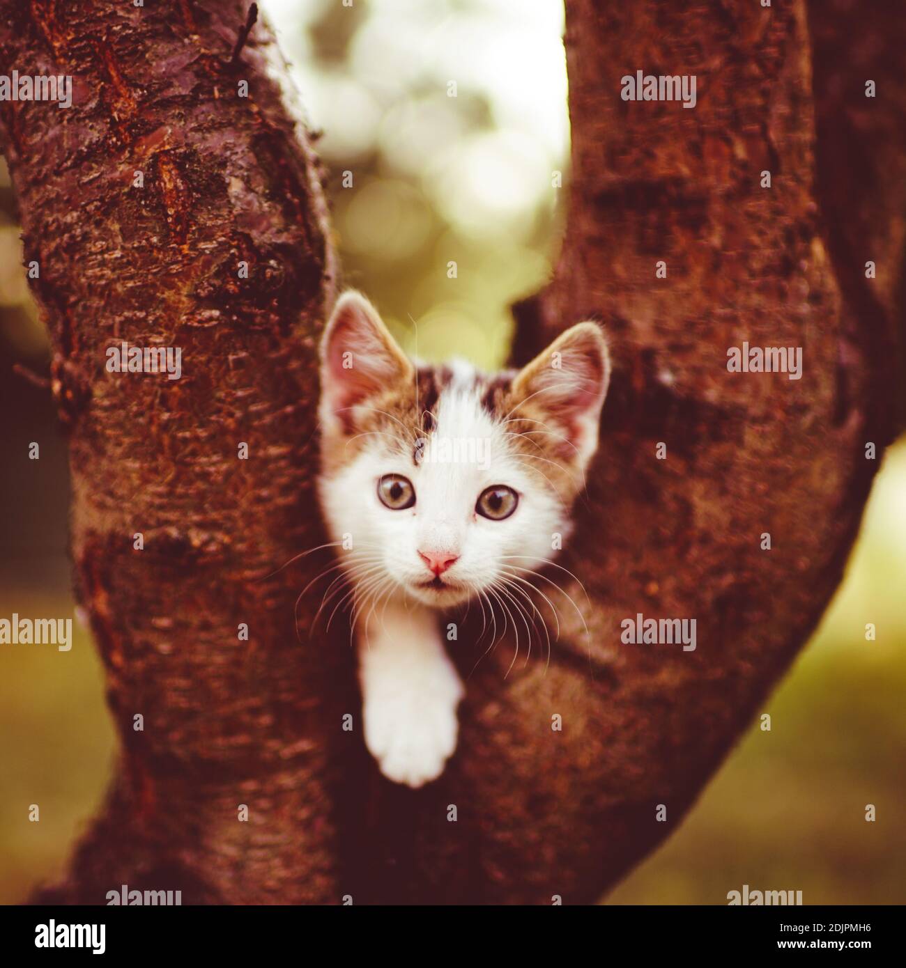 Divertente gattino bianco gioca sull'albero. Ritratto di un gatto domestico nel giardino d'autunno Foto Stock