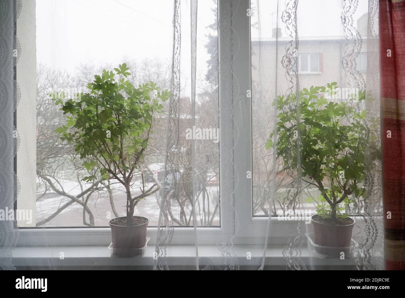 Vista delle piante interne nell'appartamento sul davanzale quando è inverno fuori dalla finestra. La scena con un pelargonio a foglia profumata che cresce in Th Foto Stock