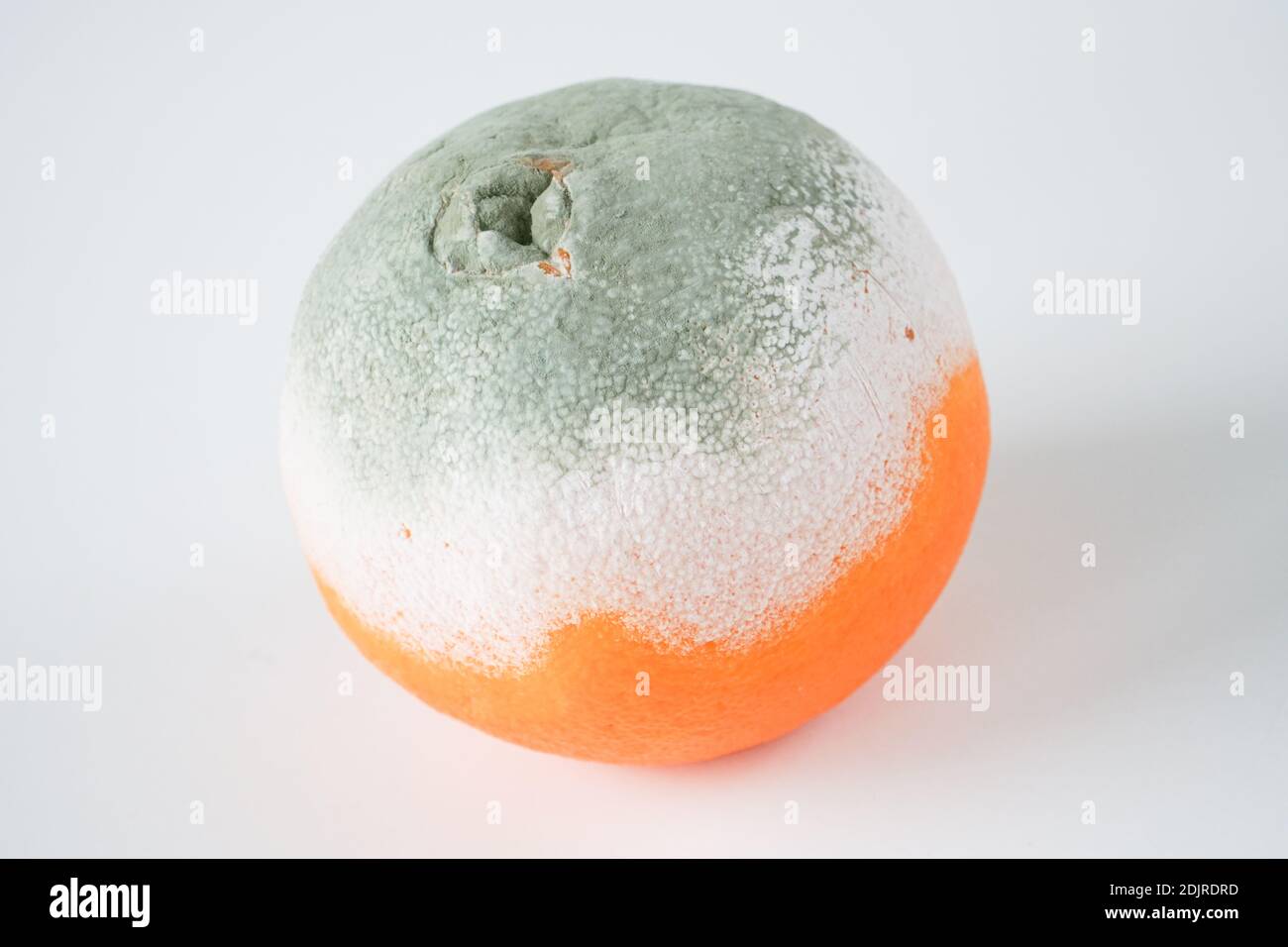 Primo piano di funghi di muffa di cibo. Modellare il campione di struttura sulla superficie della buccia di frutta arancione. Un esempio di cibo viziato su sfondo bianco. Foto Stock