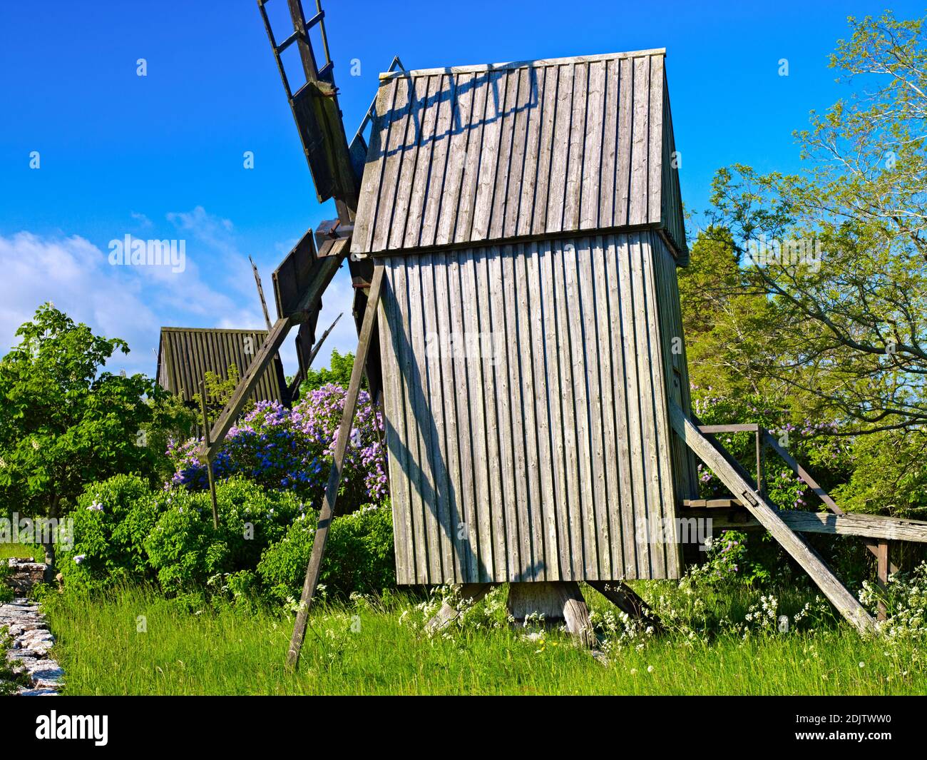 Europa, Svezia, Smaland, isola di Öland, mulino storico a Eriksöre, siepe lilla fiorente Foto Stock