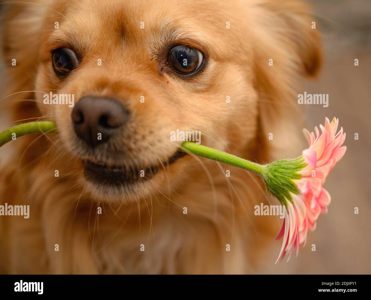 Cane con fiore in bocca Foto stock - Alamy