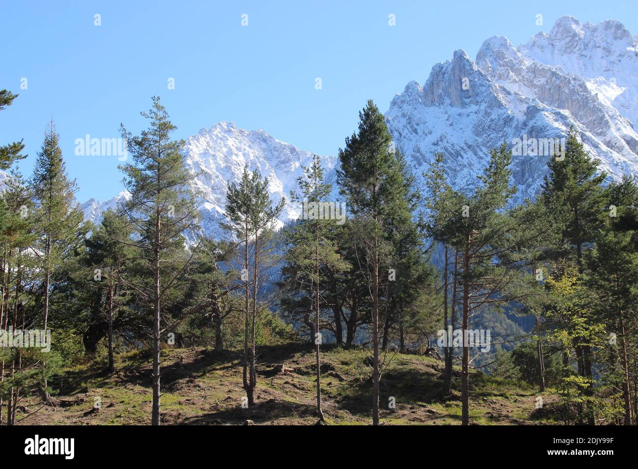 Pineta con vista sui Monti Karwendel, Viererspitze, cielo blu Foto Stock