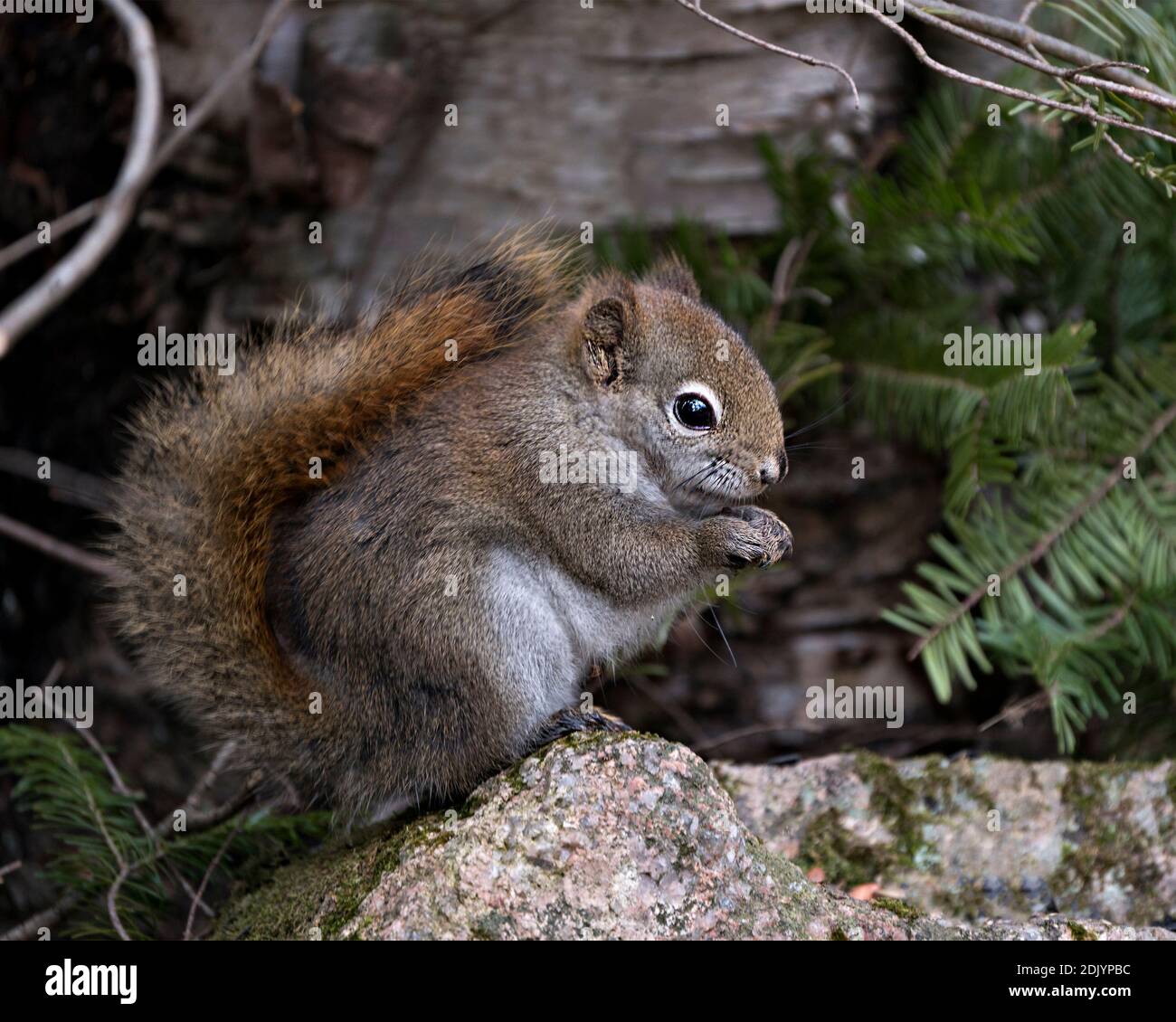 Vista ravvicinata del profilo dello scoiattolo nella foresta seduta su una roccia di muschio con sfondo sfocato che mostra la sua pelliccia marrone, testa, naso, orecchie, zampe, coda boscata. Foto Stock