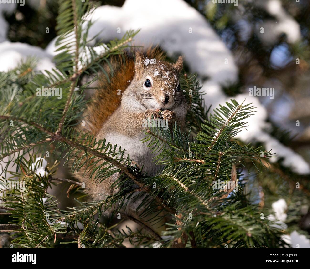 Vista ravvicinata del profilo dello scoiattolo nella foresta seduta su un abete con sfondo sfocato che mostra la sua pelliccia marrone, la neve sulla testa, zampe, coda boscata. Foto Stock