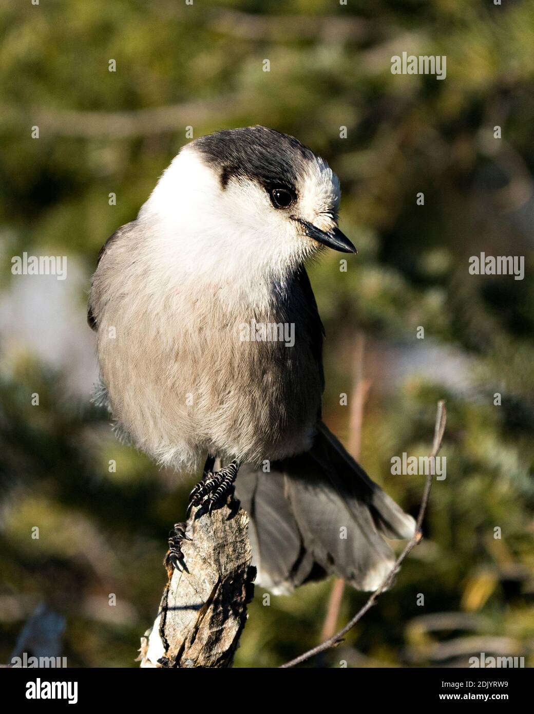 Vista ravvicinata del profilo Gray Jay appollaiato su un ramo di albero nel suo ambiente e habitat, con piumaggio grigio e coda di uccelli. Immagine. Immagine Foto Stock
