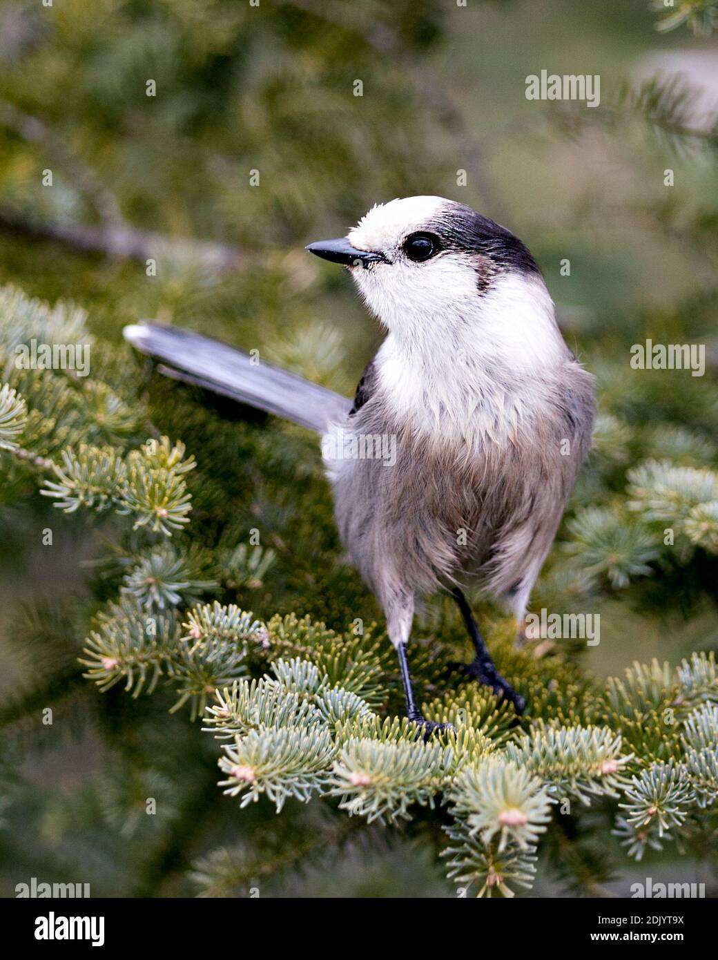 Vista ravvicinata del profilo Gray Jay appollaiato su un ramo di abeti nel suo habitat, con piumaggio grigio e coda di uccelli. Foto di Natale. Immagine. Foto Stock