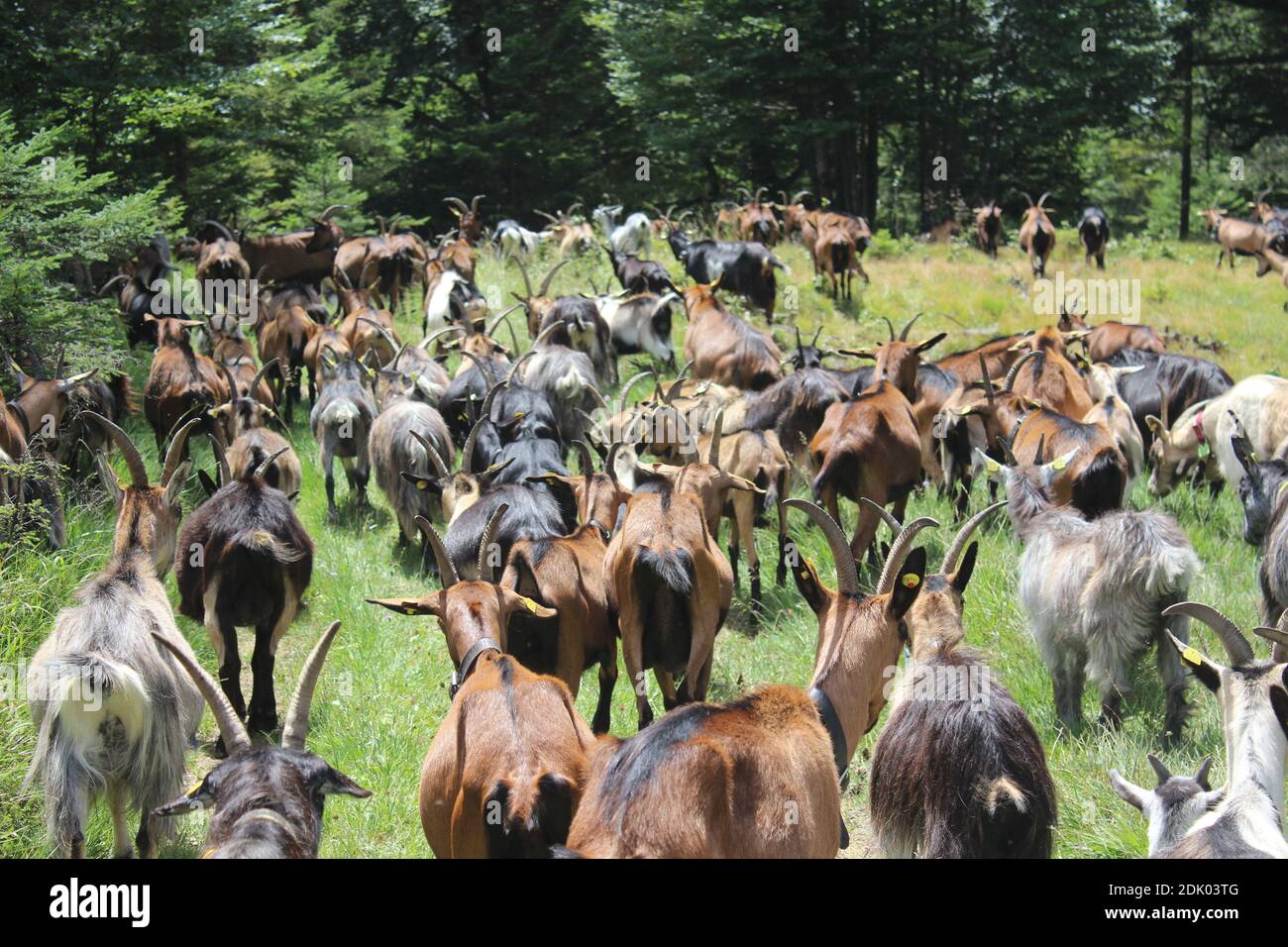 Prato di montagna, gregge di capre, pascolo, montagna, bordo della foresta, Germania, Baviera, alta Baviera, Foto Stock