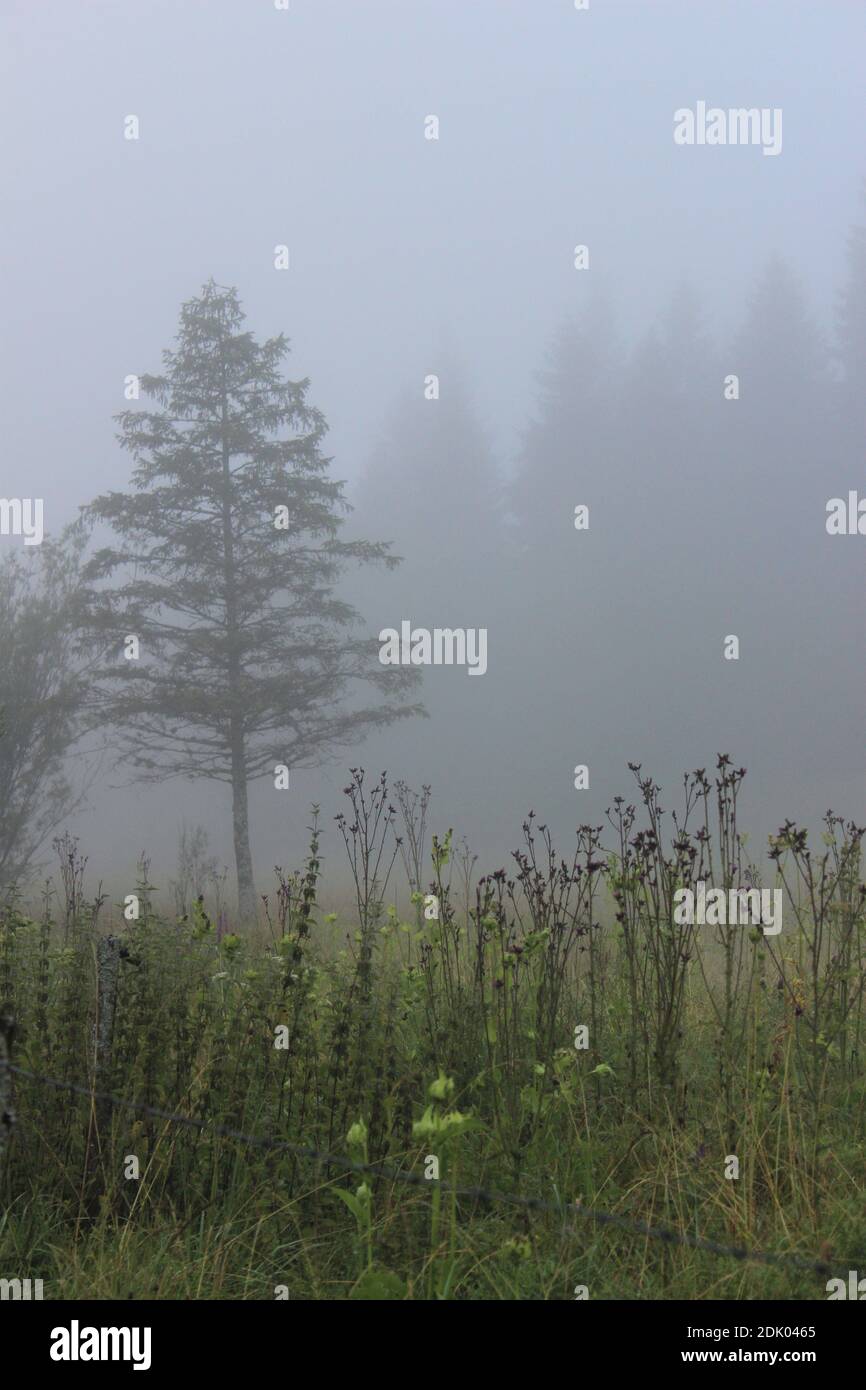 Albero di umore foggy a Ferchensee, mistico Foto Stock