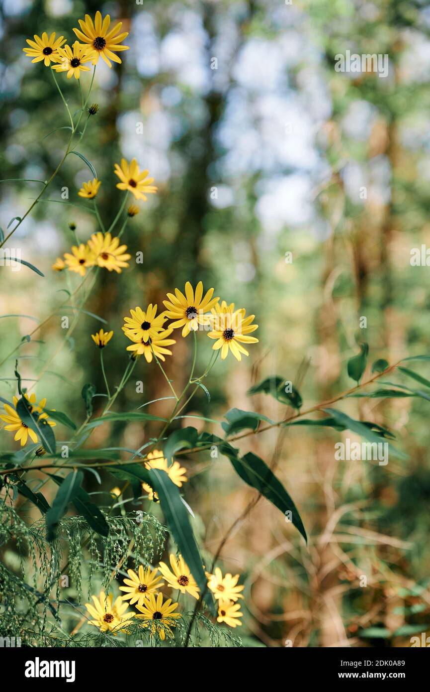 Alta Coreopsis o alta daisy giallo selvaggio, a volte chiamato seme di cetone, che cresce in Alabama, boschi degli Stati Uniti. Foto Stock