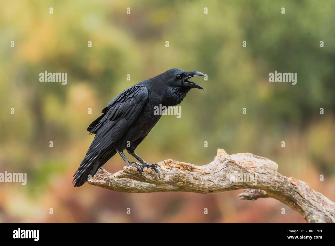 squawk di un corvo appollaiato su un ramo Foto Stock