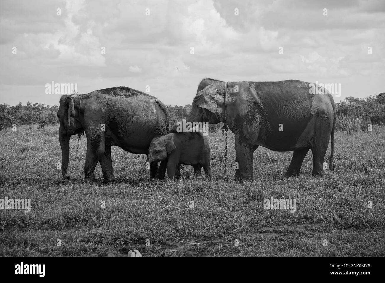 Elephas Maximus Sumatrano in una foresta di Simatra Foto Stock